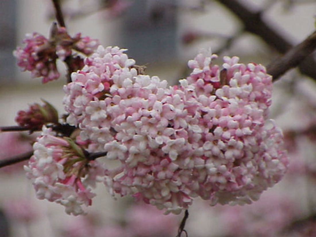 Krzewy_ozdobne_Viburnum_bodnantense_3