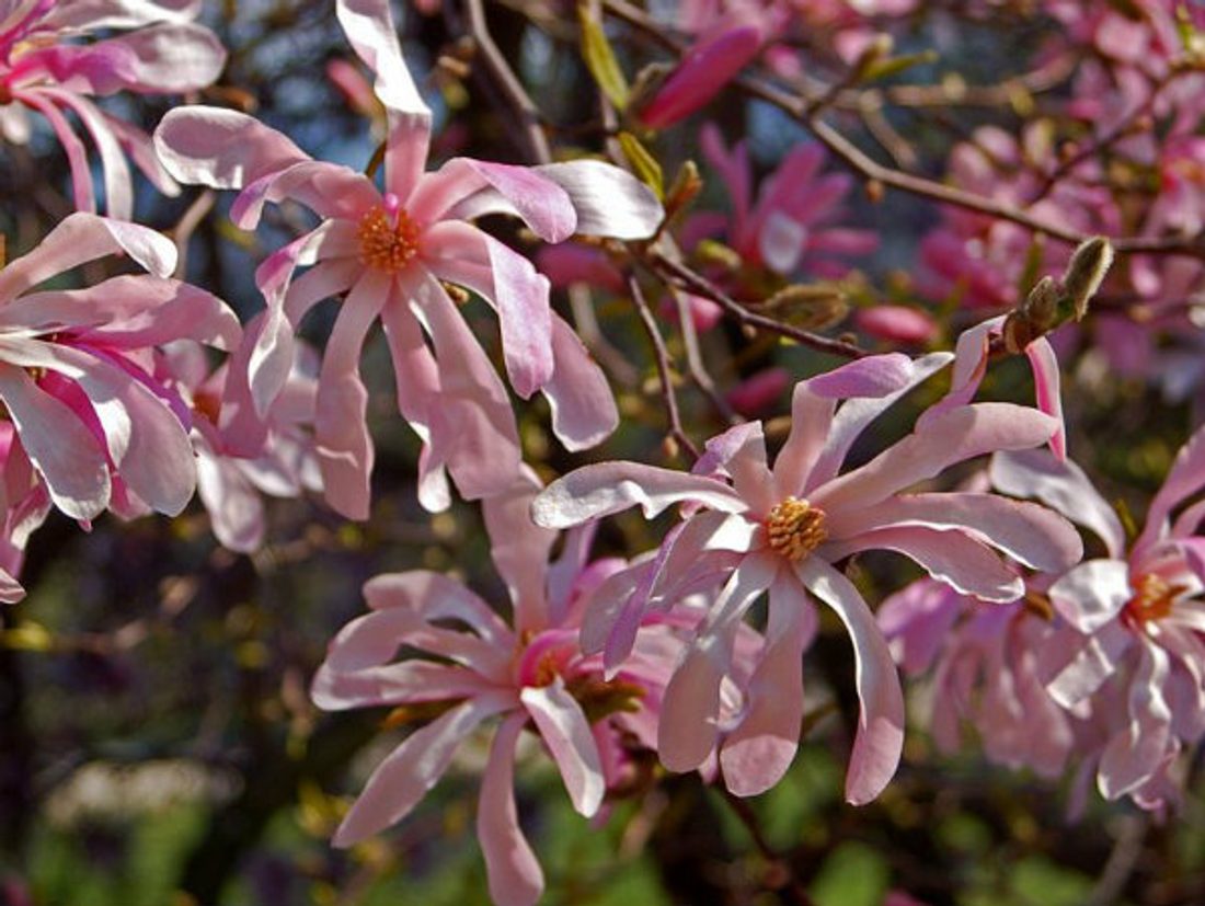 Krzewy_ozdobne_Magnolia_stellata_rosea