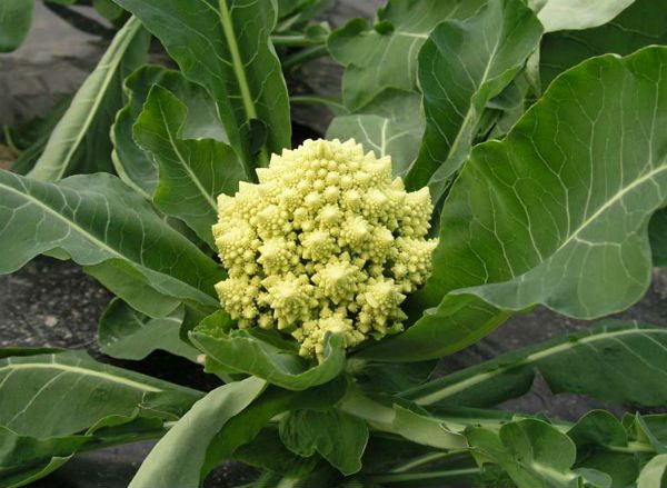 Warzywa ozdobne, kalafior Romanesco
