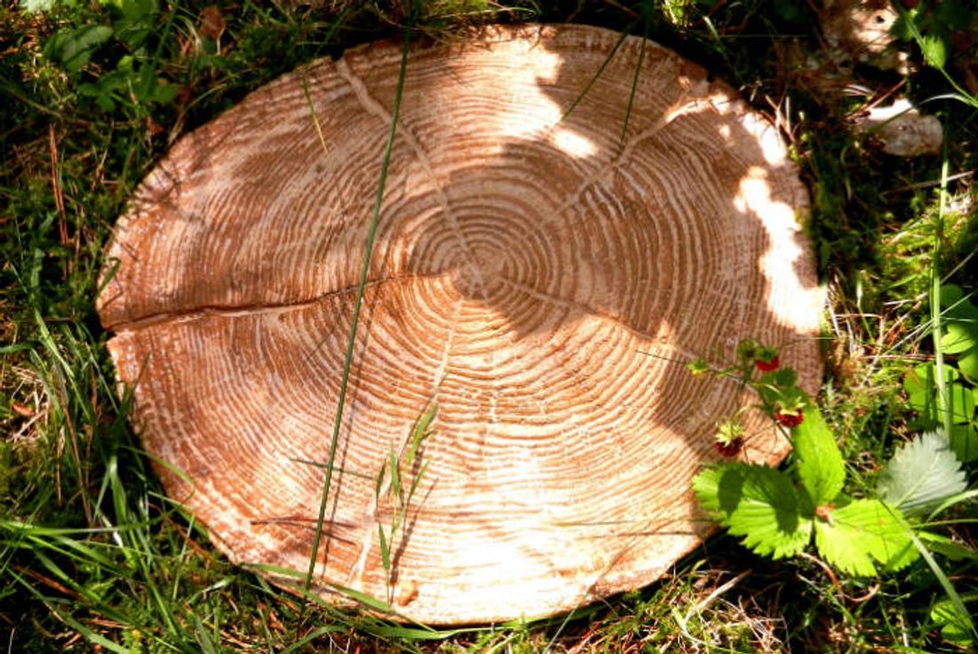 system dekoracyjny Pino