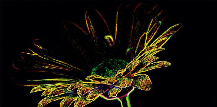 Fluorescent Flower_Opoczno_8
