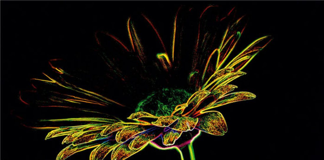 Fluorescent Flower_Opoczno_8