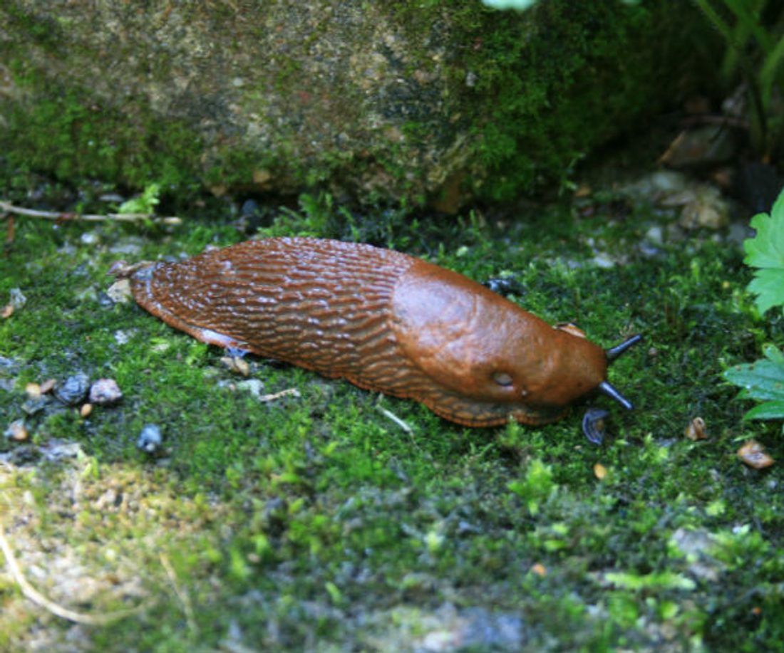 Szkodniki w ogrodzie