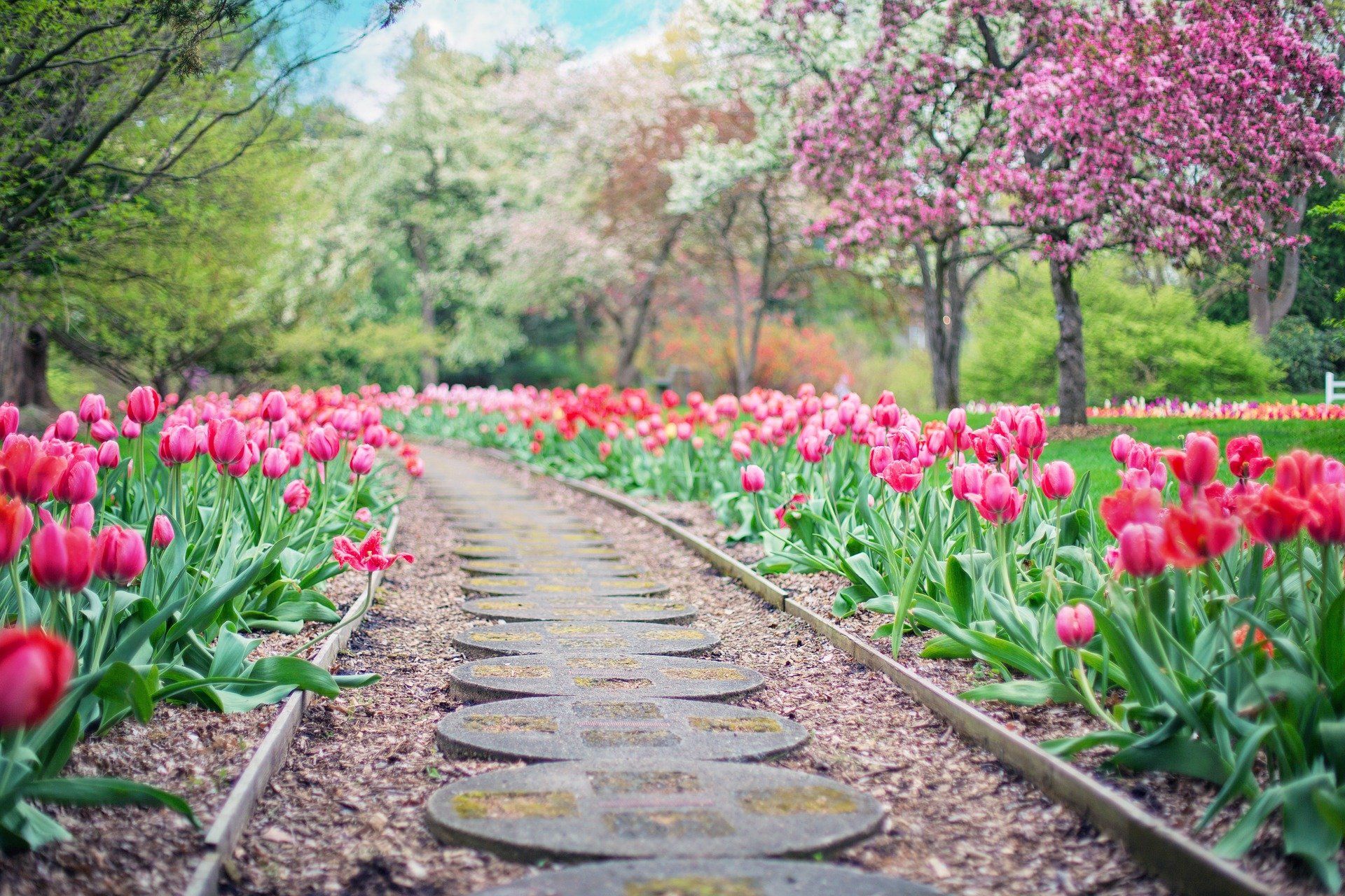 tulipany sciezka ogrod