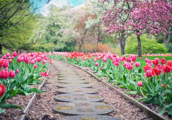 tulipany sciezka ogrod