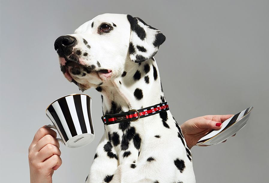 Ilustracja do artykułu „Czy twój pies może zadawać szyku? Kolekcja Love Dog”