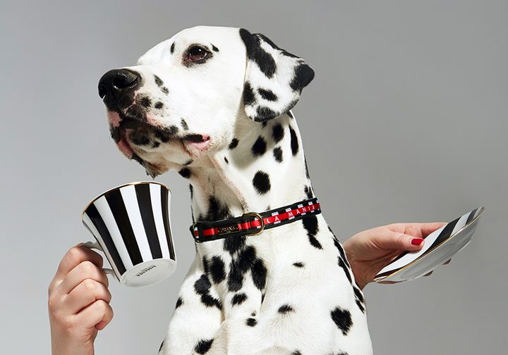 Ilustracja do artykułu „Czy twój pies może zadawać szyku? Kolekcja Love Dog”