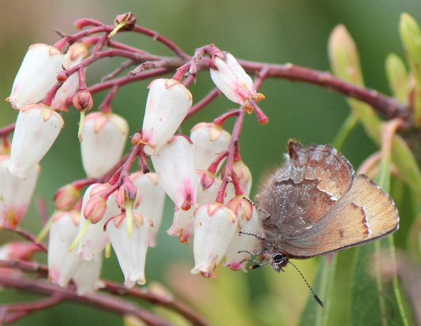 Krzewy_ozdobne_Callophrys_ferrea_on_Pieris_japonica