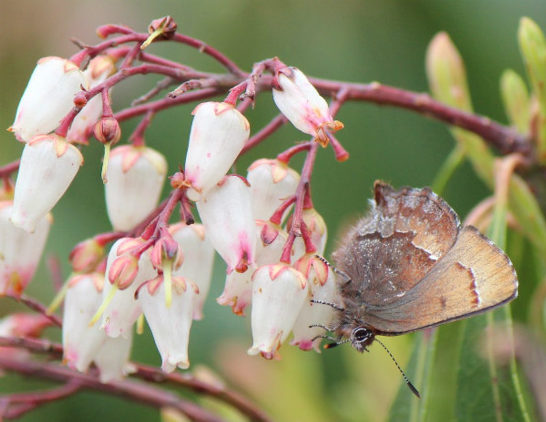 Krzewy_ozdobne_Callophrys_ferrea_on_Pieris_japonica