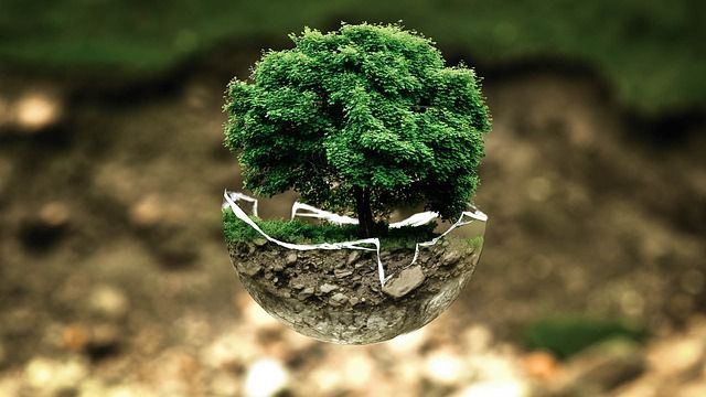 Ilustracja do artykułu „Drzewka bonsai – poznaj metodę uprawy prosto z Chin”
