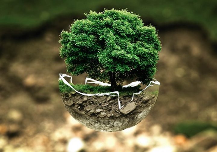 Ilustracja do artykułu „Drzewka bonsai – poznaj metodę uprawy prosto z Chin”