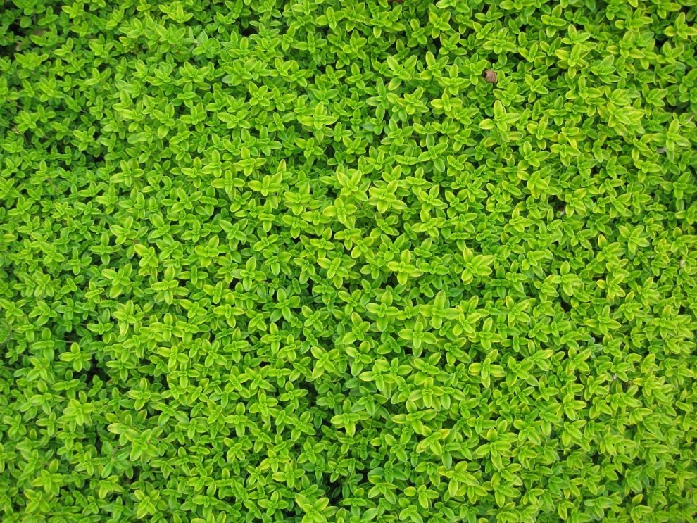 Zakładanie i pielęgnacja ogrodów – co warto wiedzieć?