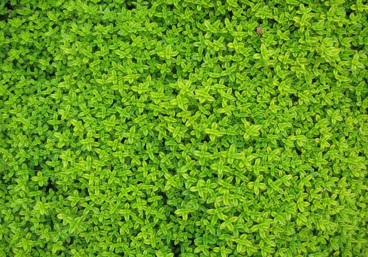 Zakładanie i pielęgnacja ogrodów – co warto wiedzieć?