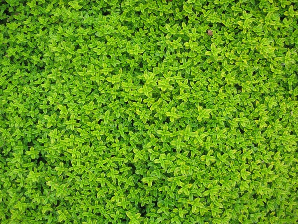Zakładanie i pielęgnacja ogrodów – co warto wiedzieć?