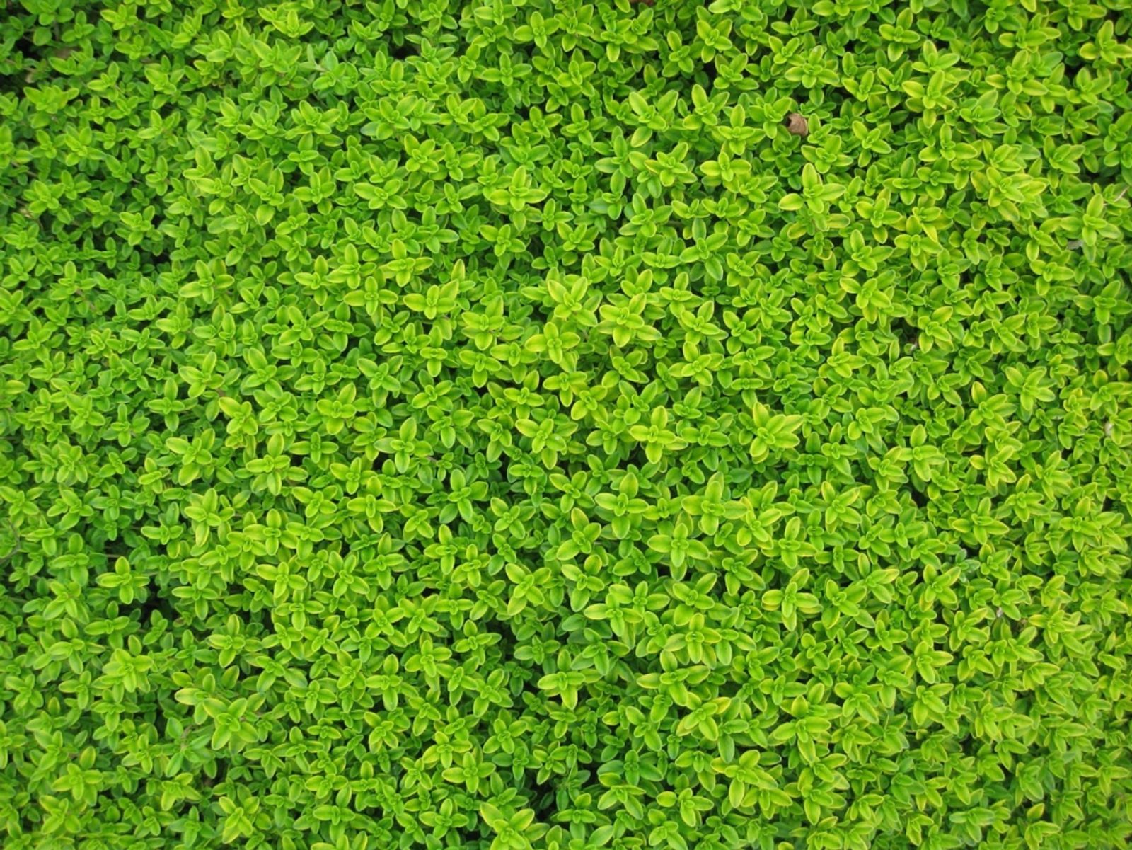 Zakładanie i pielęgnacja ogrodów – co warto wiedzieć?