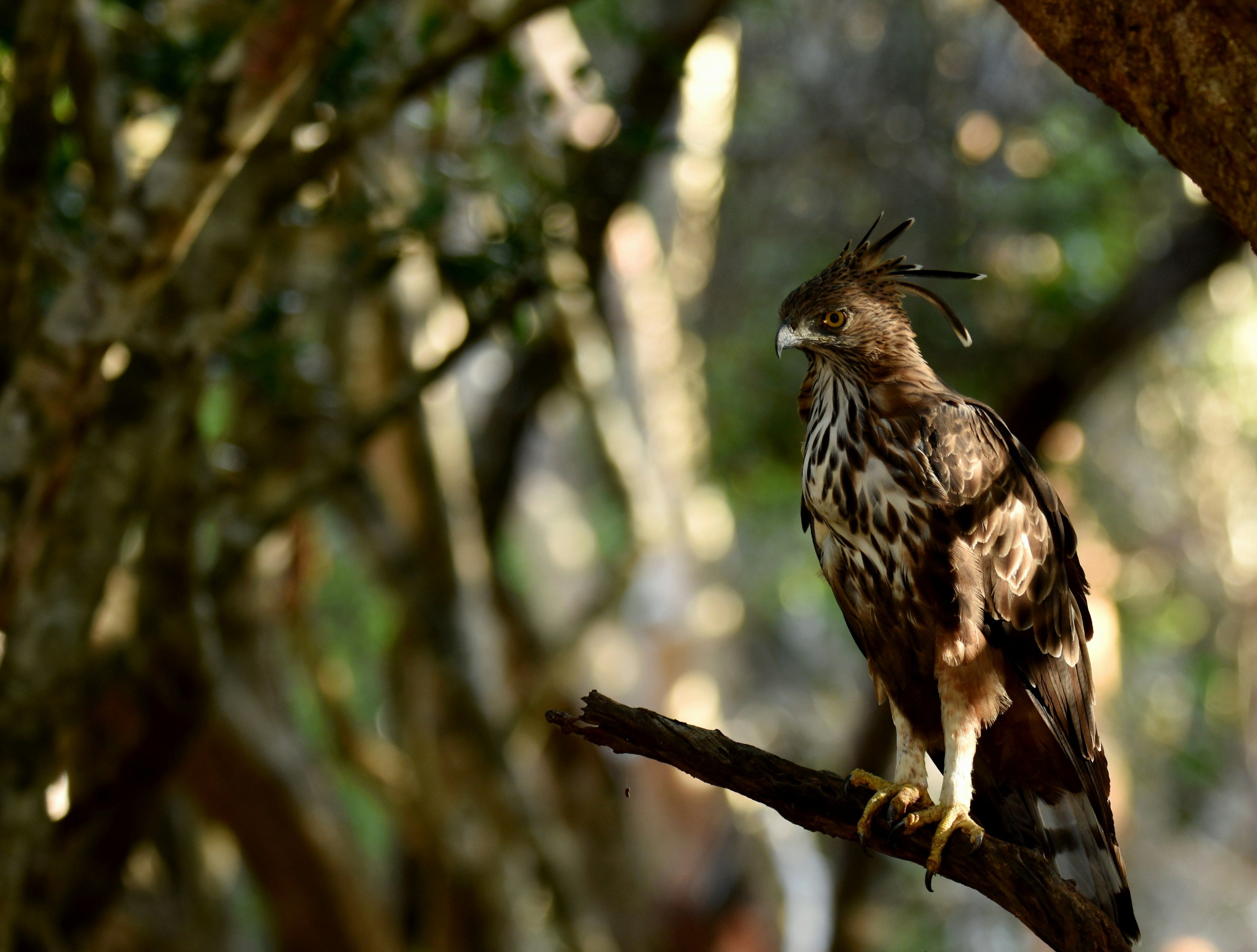 YALA NATIONAL PARK, photo 1