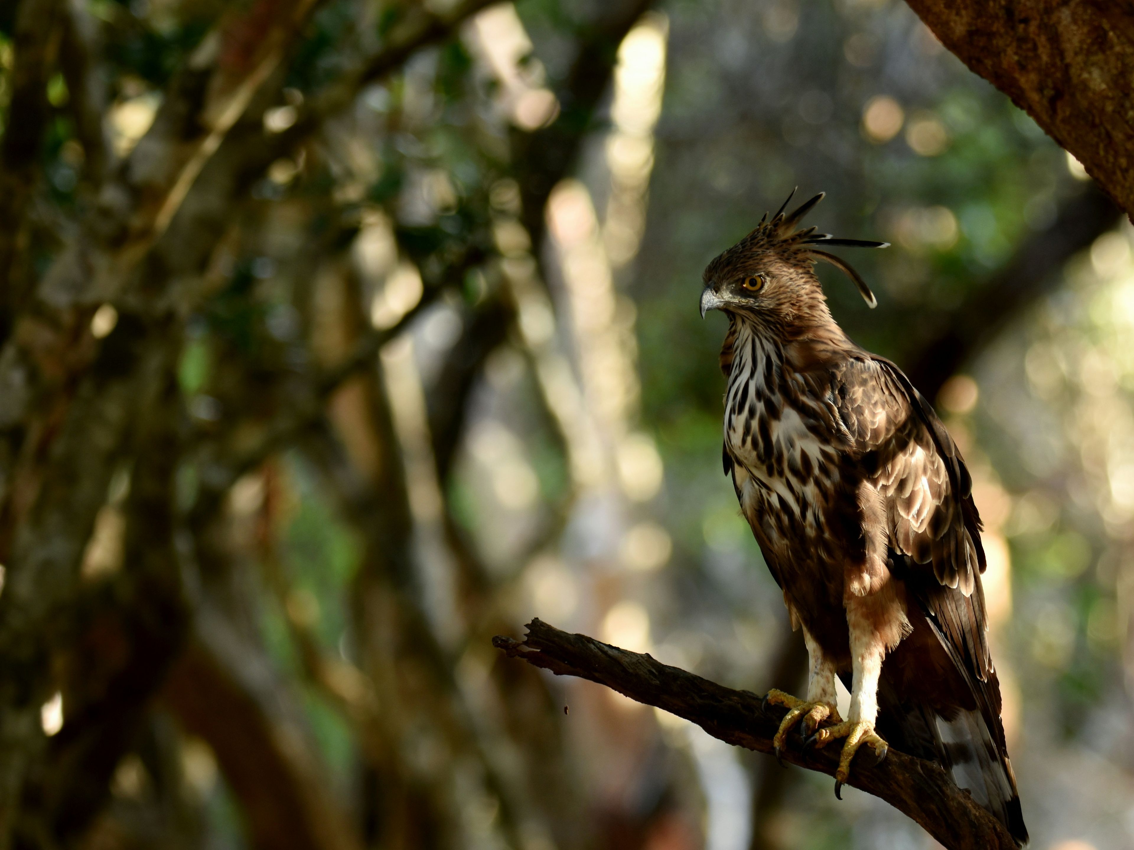 YALA NATIONAL PARK, photo 1