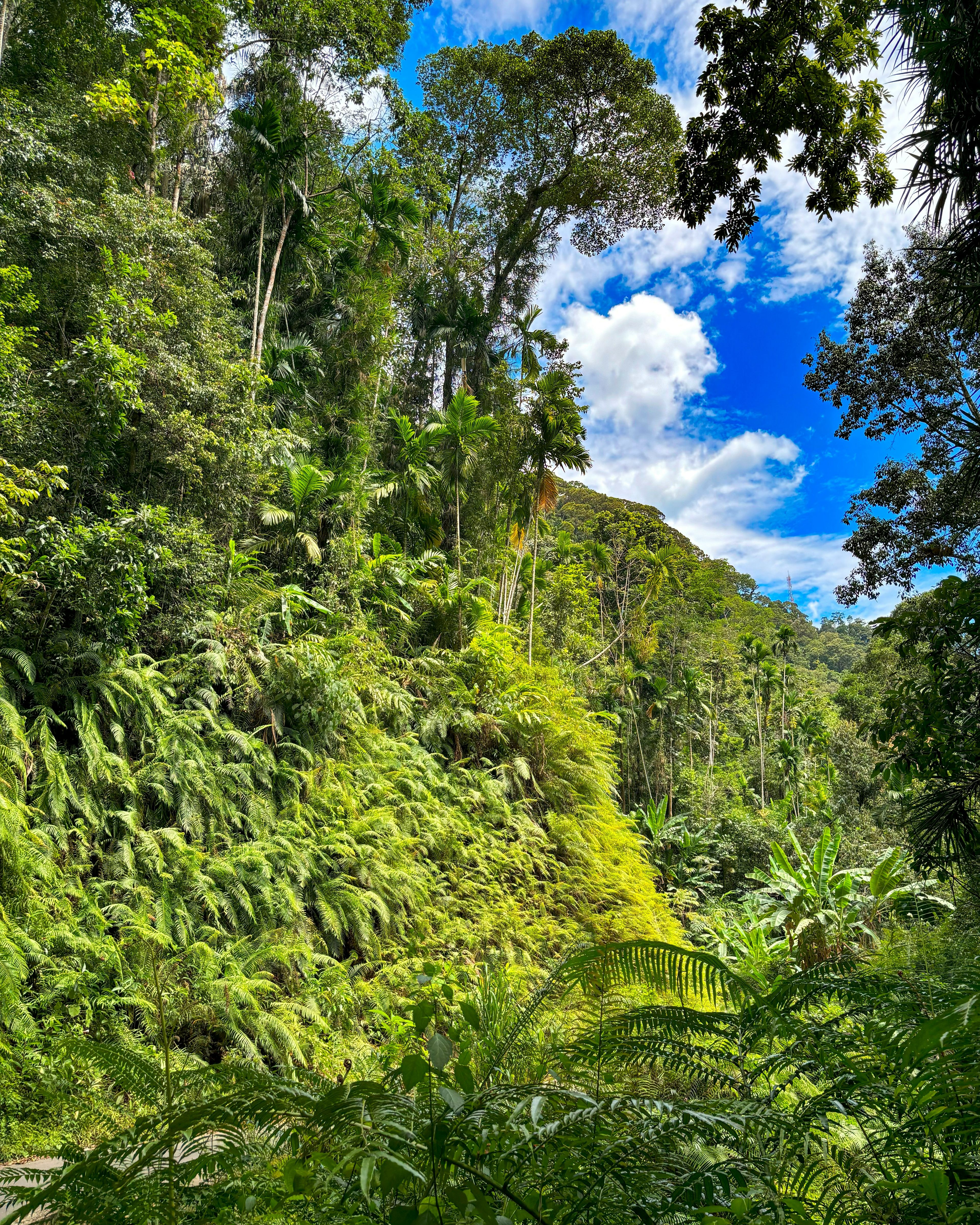 SINHARAJA RAINFOREST