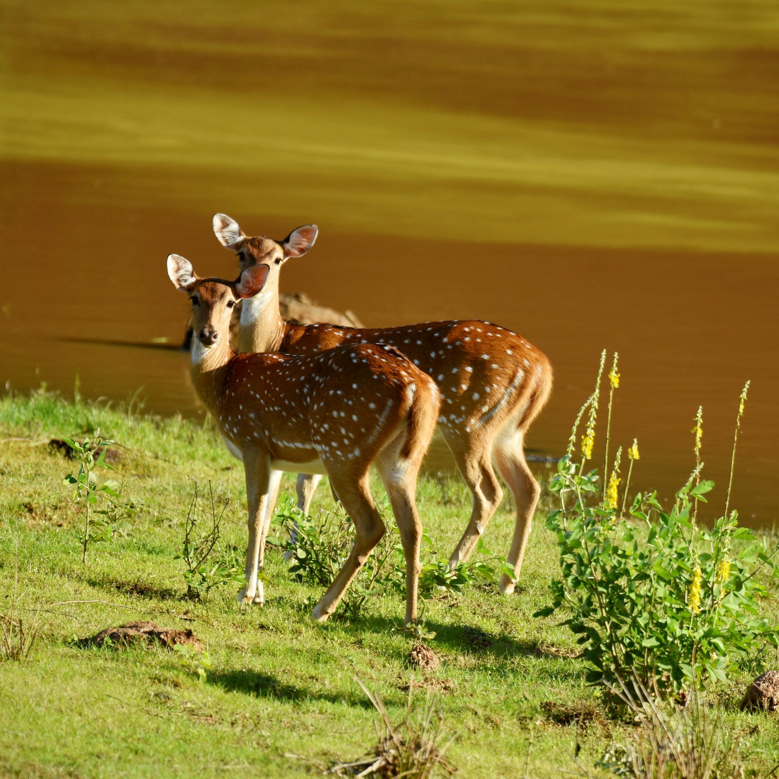 YALA NATIONAL PARK, photo 3