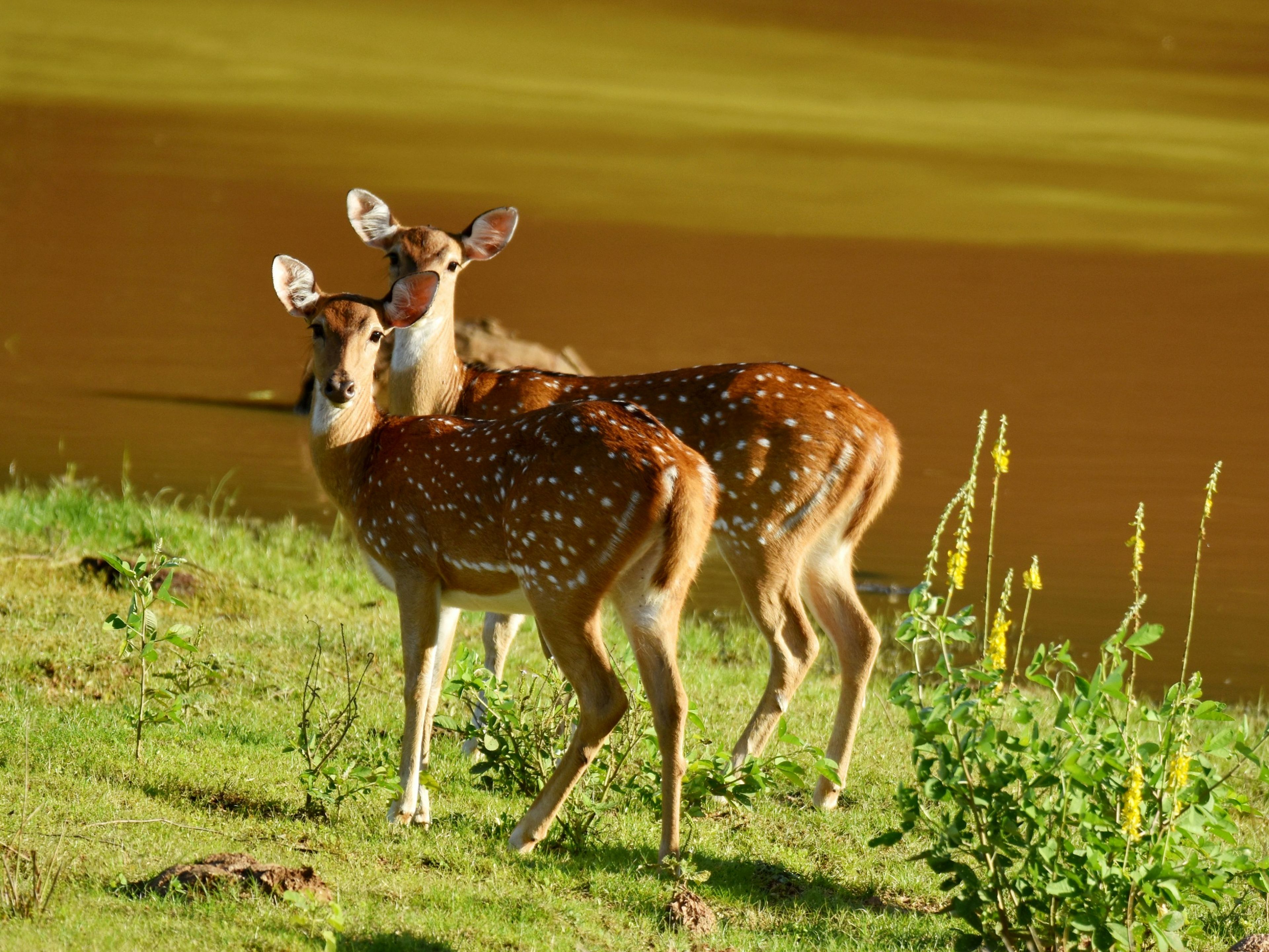 YALA NATIONAL PARK, photo 3