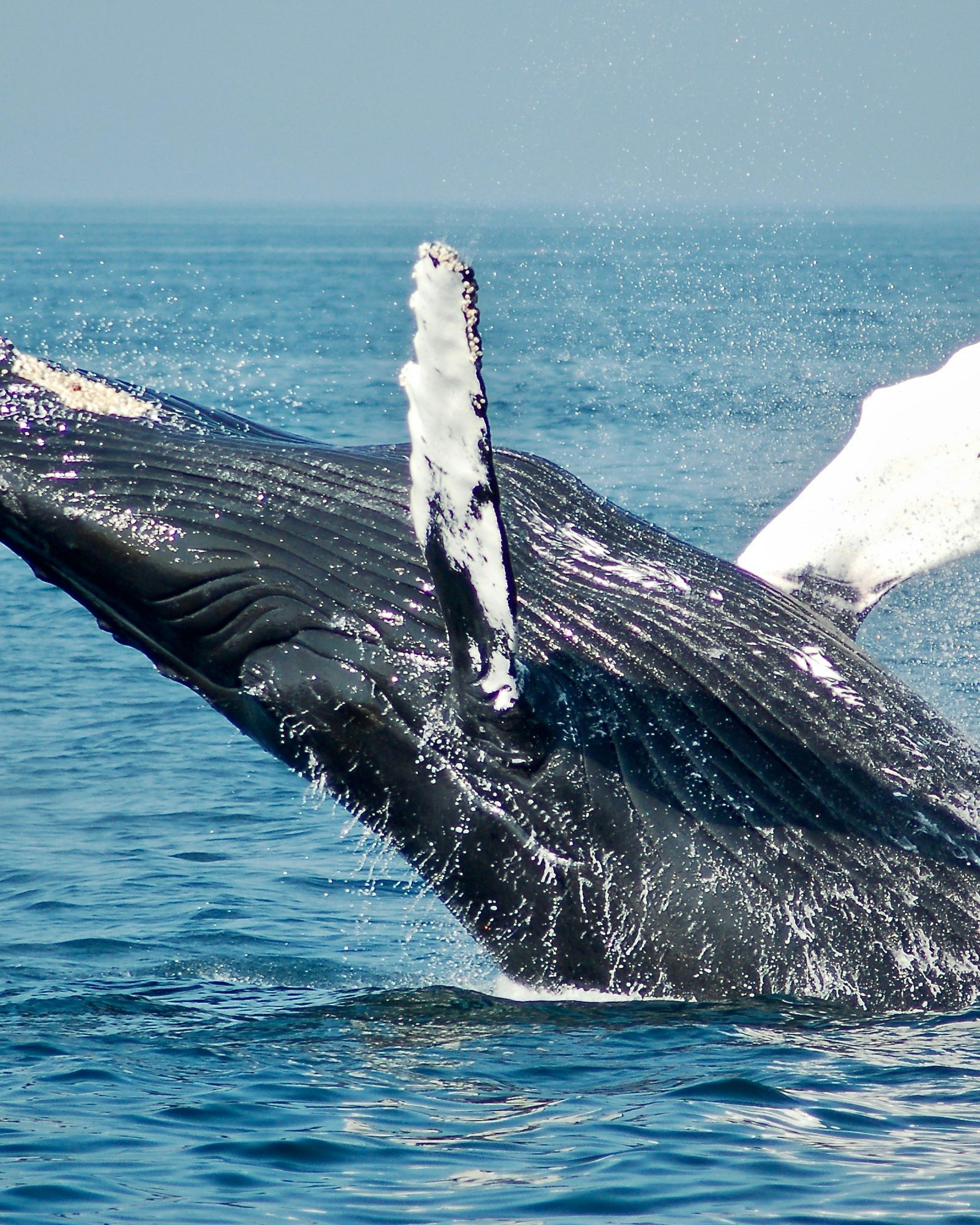 MIRISSA WHALE WATCHING