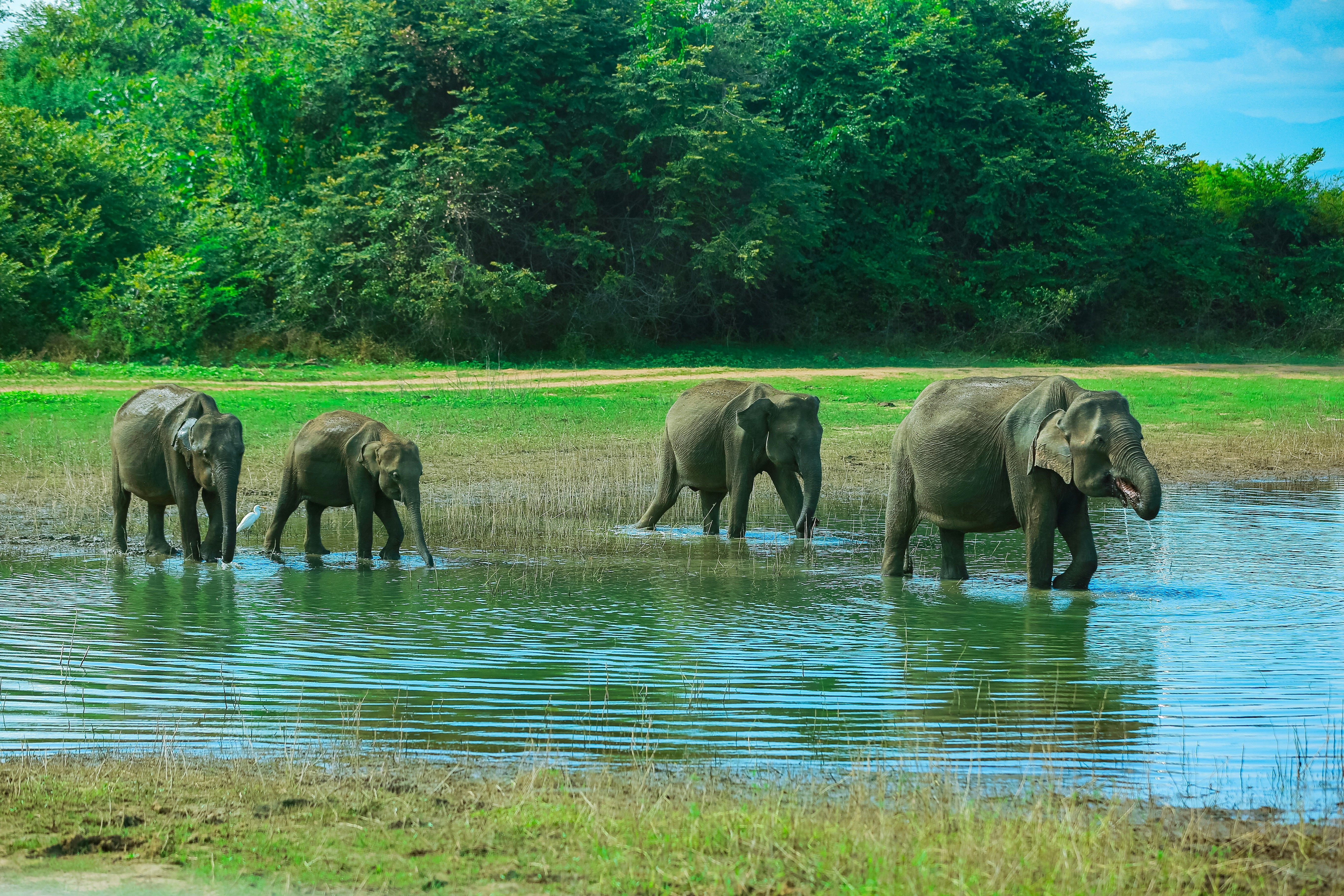 UDAWALAWE NATIONAL PARK