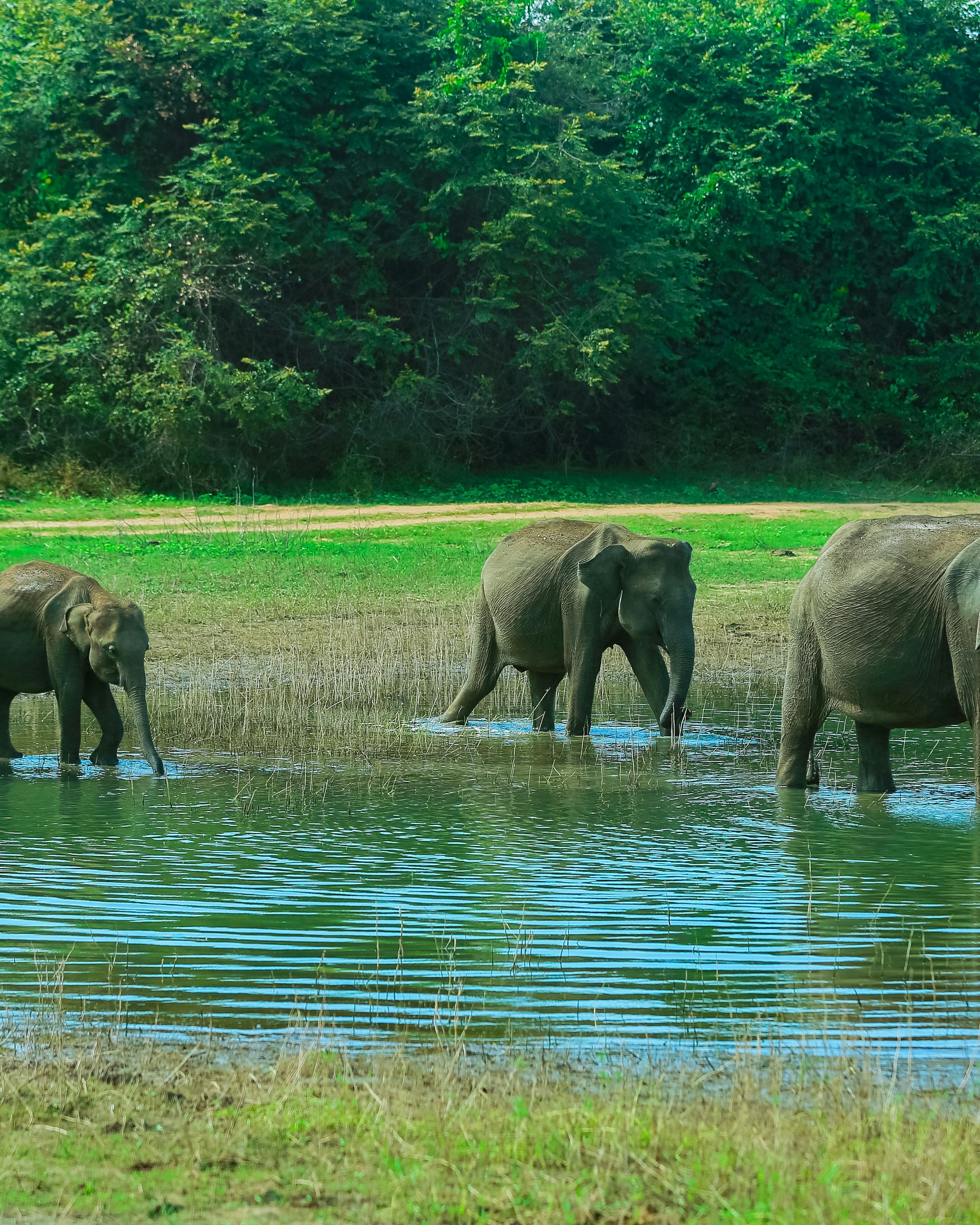 UDAWALAWE NATIONAL PARK