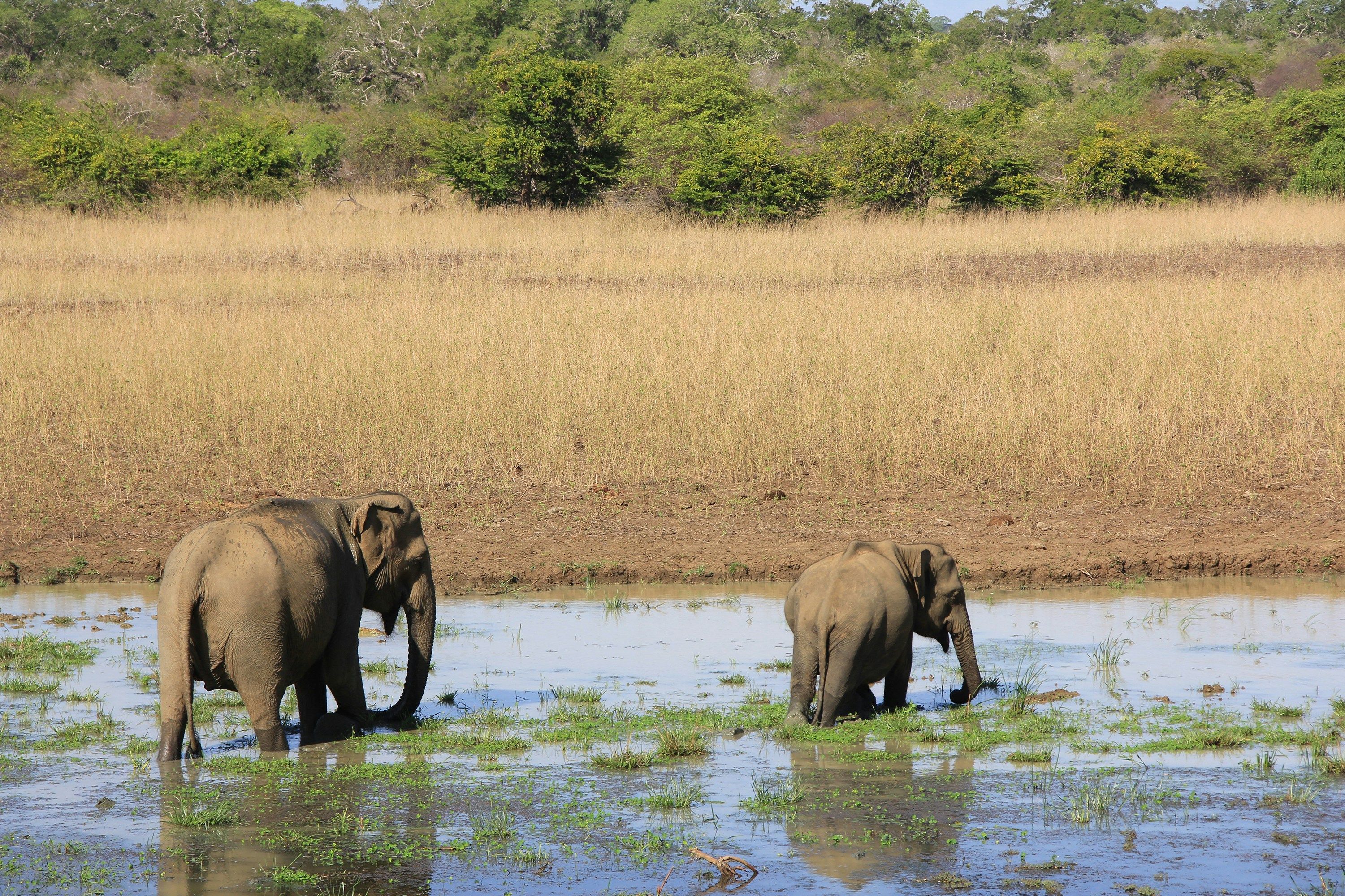 YALA NATIONAL PARK, photo 2