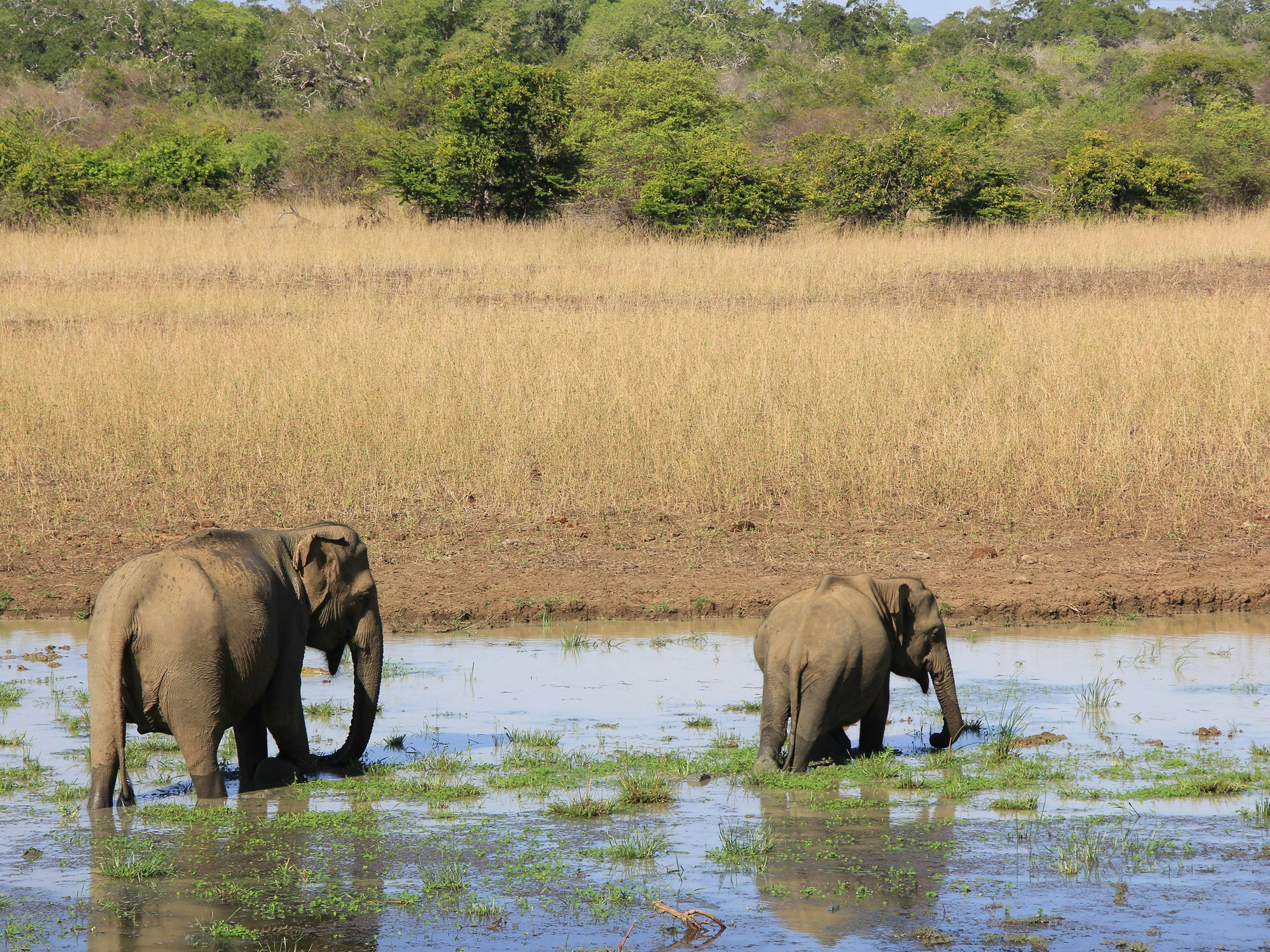 YALA NATIONAL PARK, photo 2