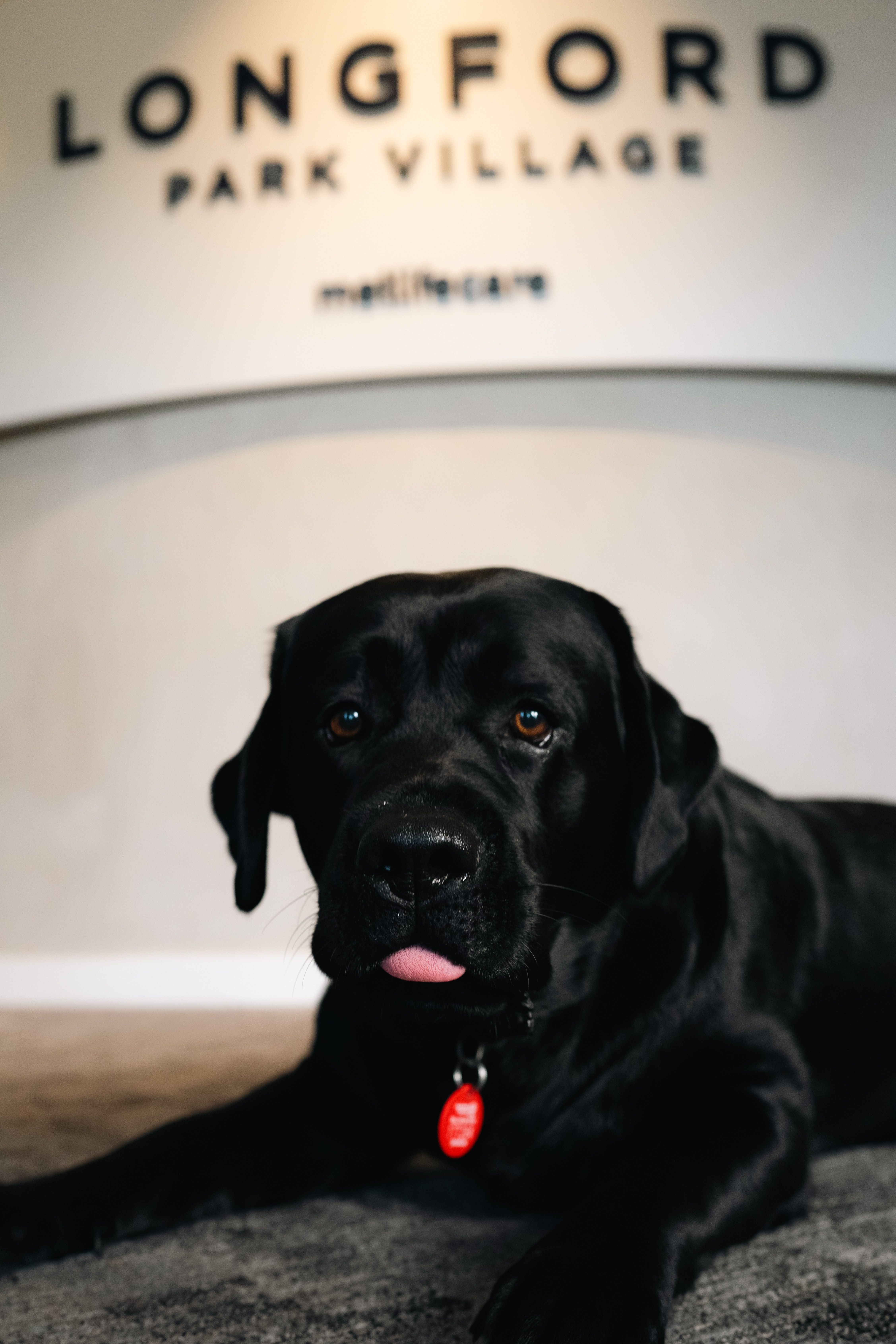 Benji the dog