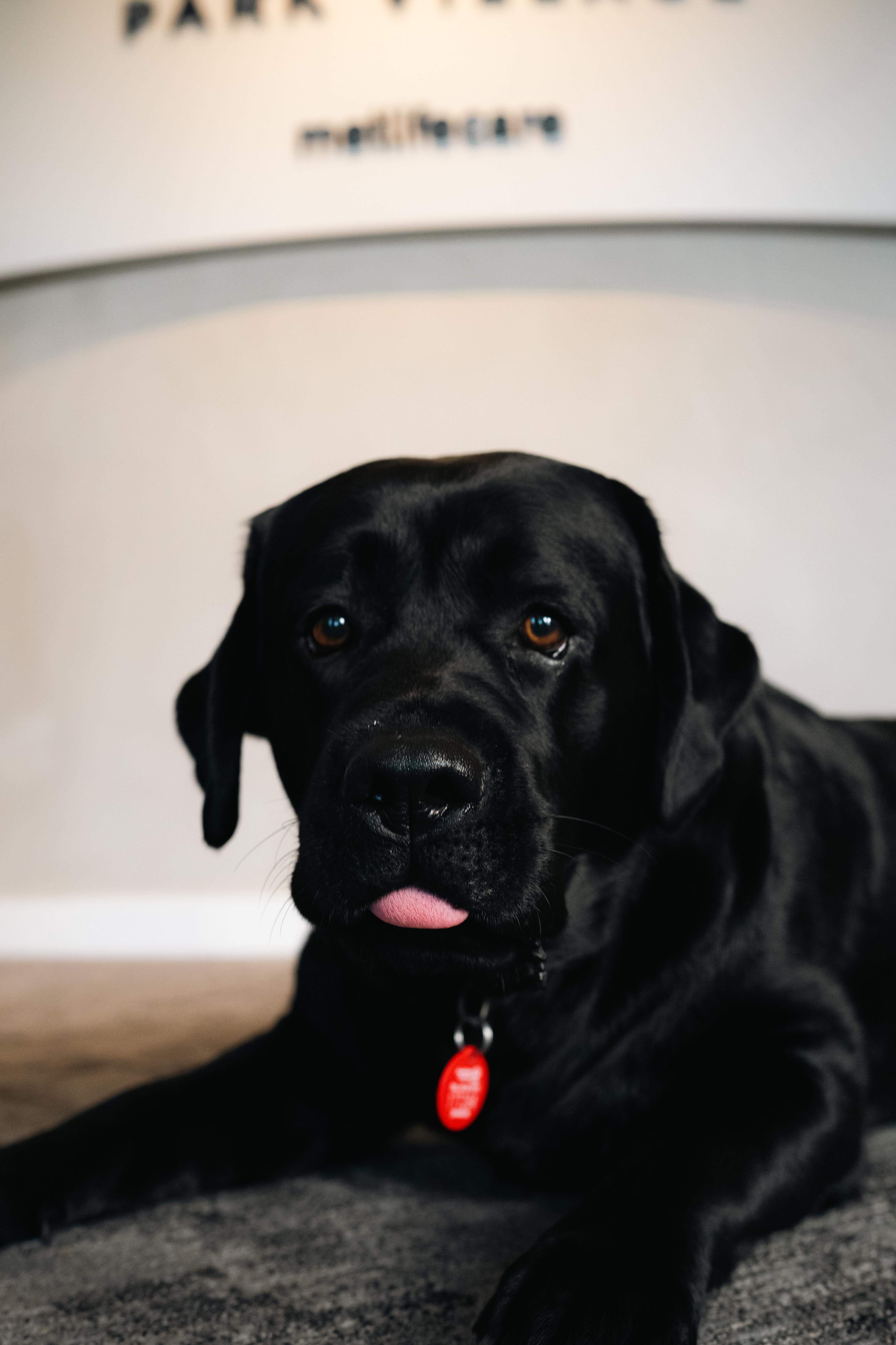 Benji the dog