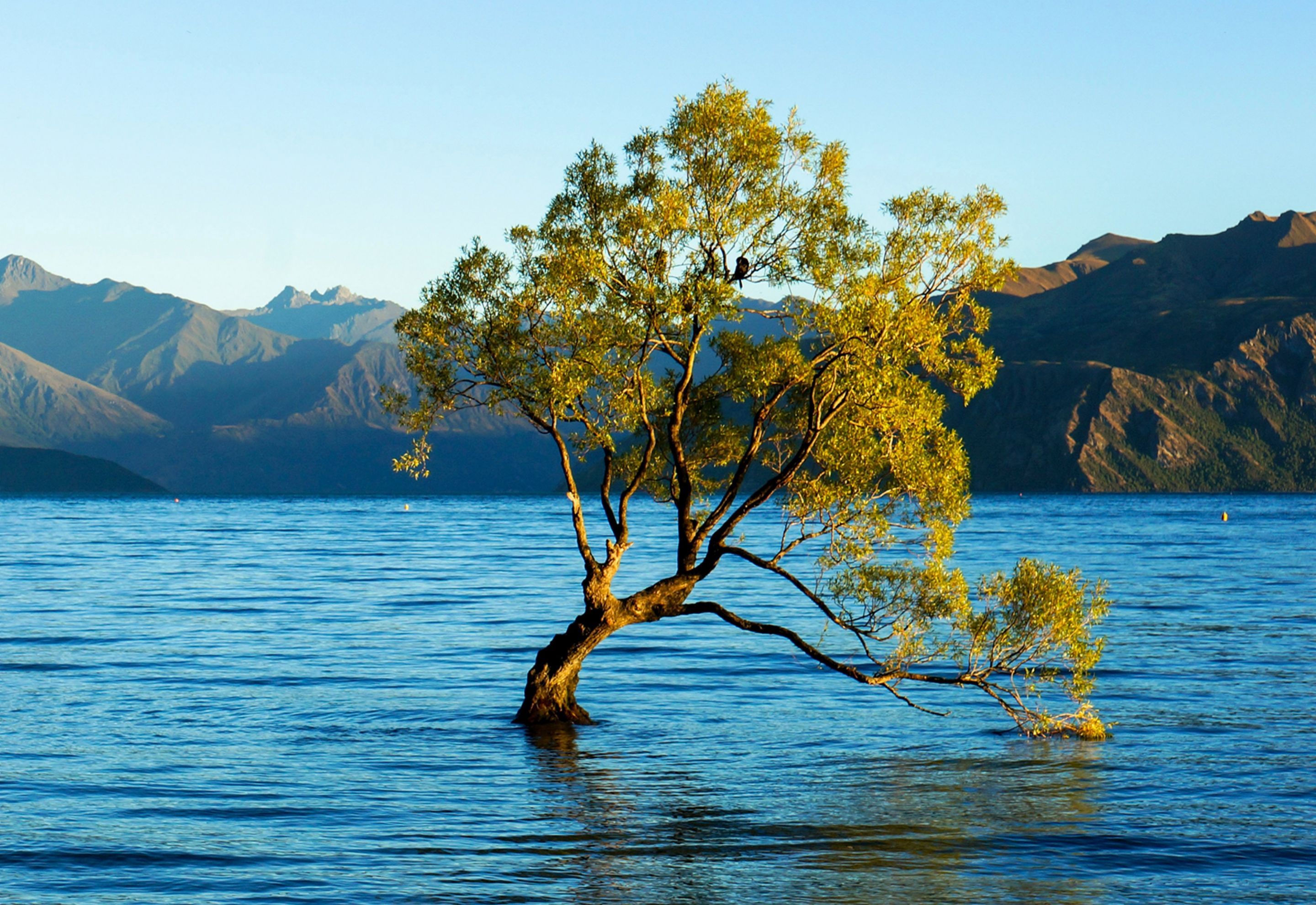 Tree in lake Wanaka 