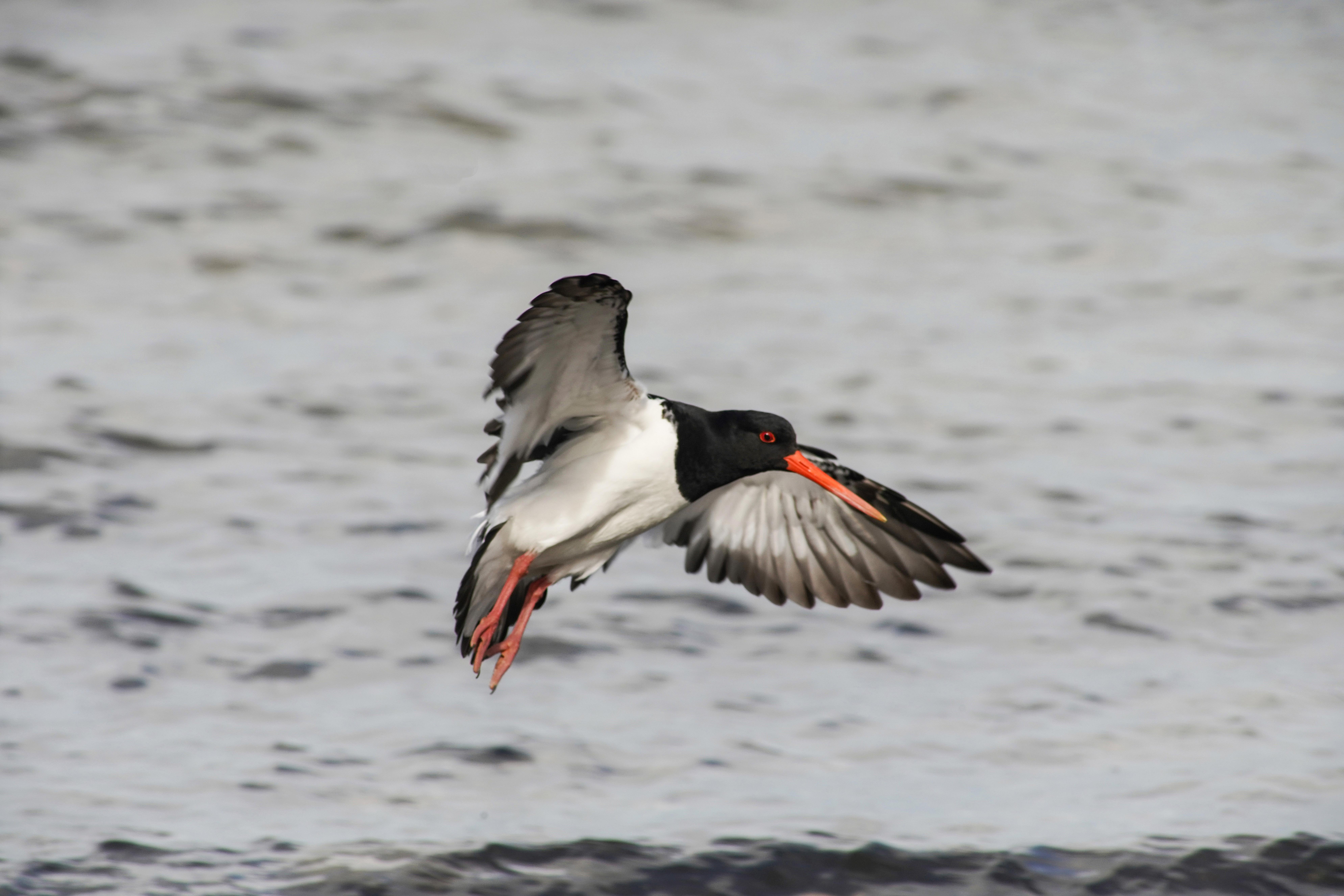An image of a Pied Oystercatcher stretching his wings in flight.