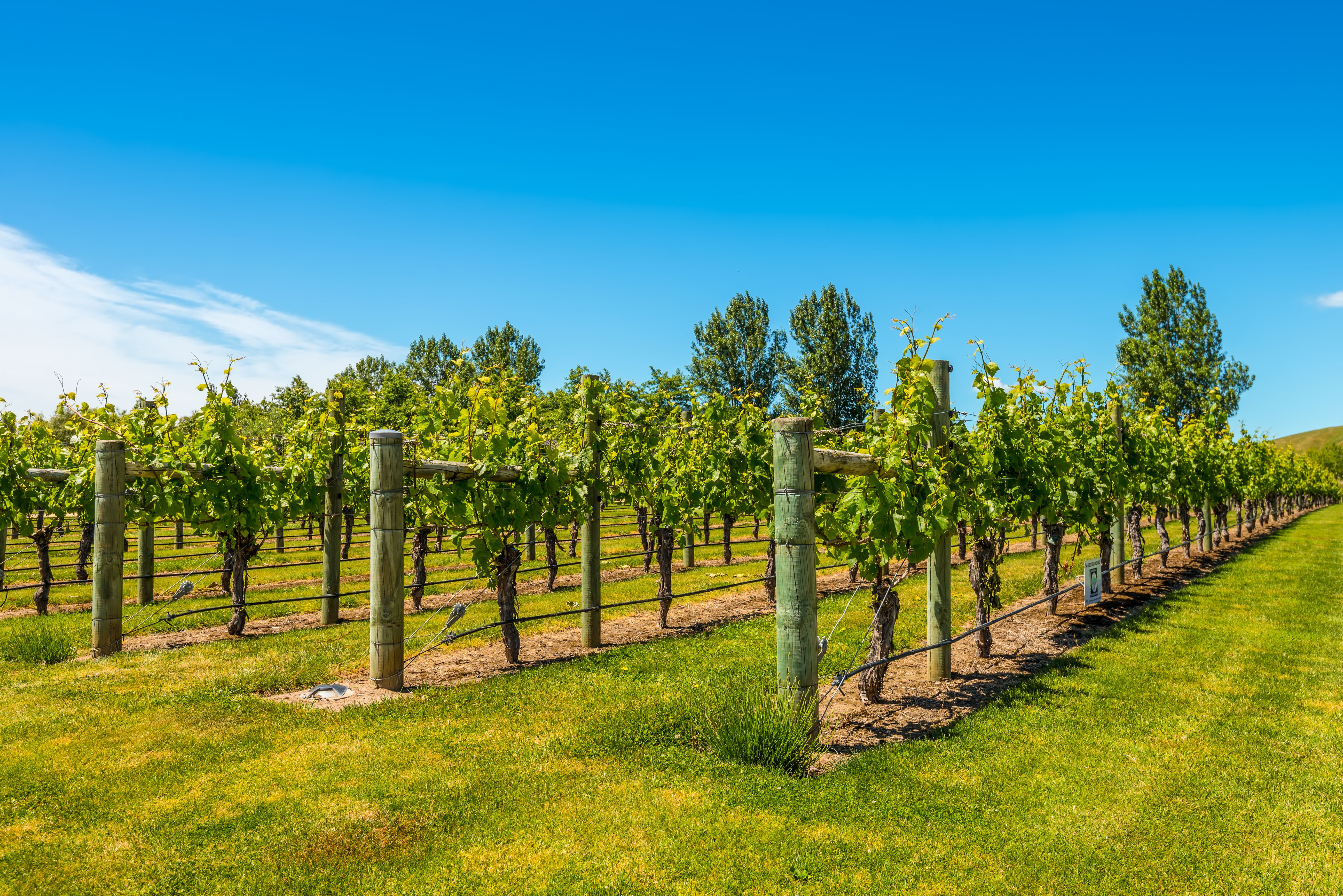 wine country
