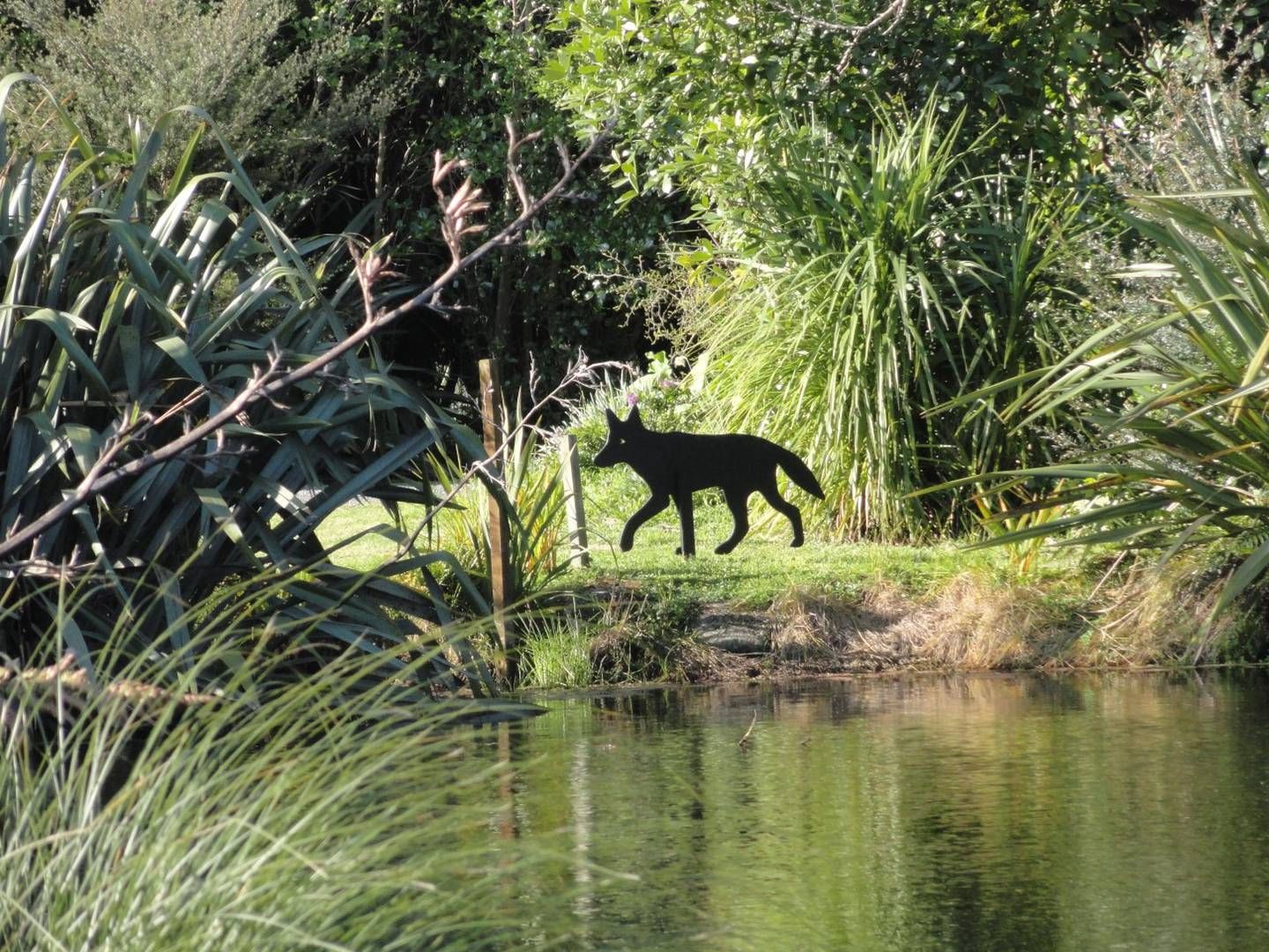 One of the wolves at Kāpiti Village