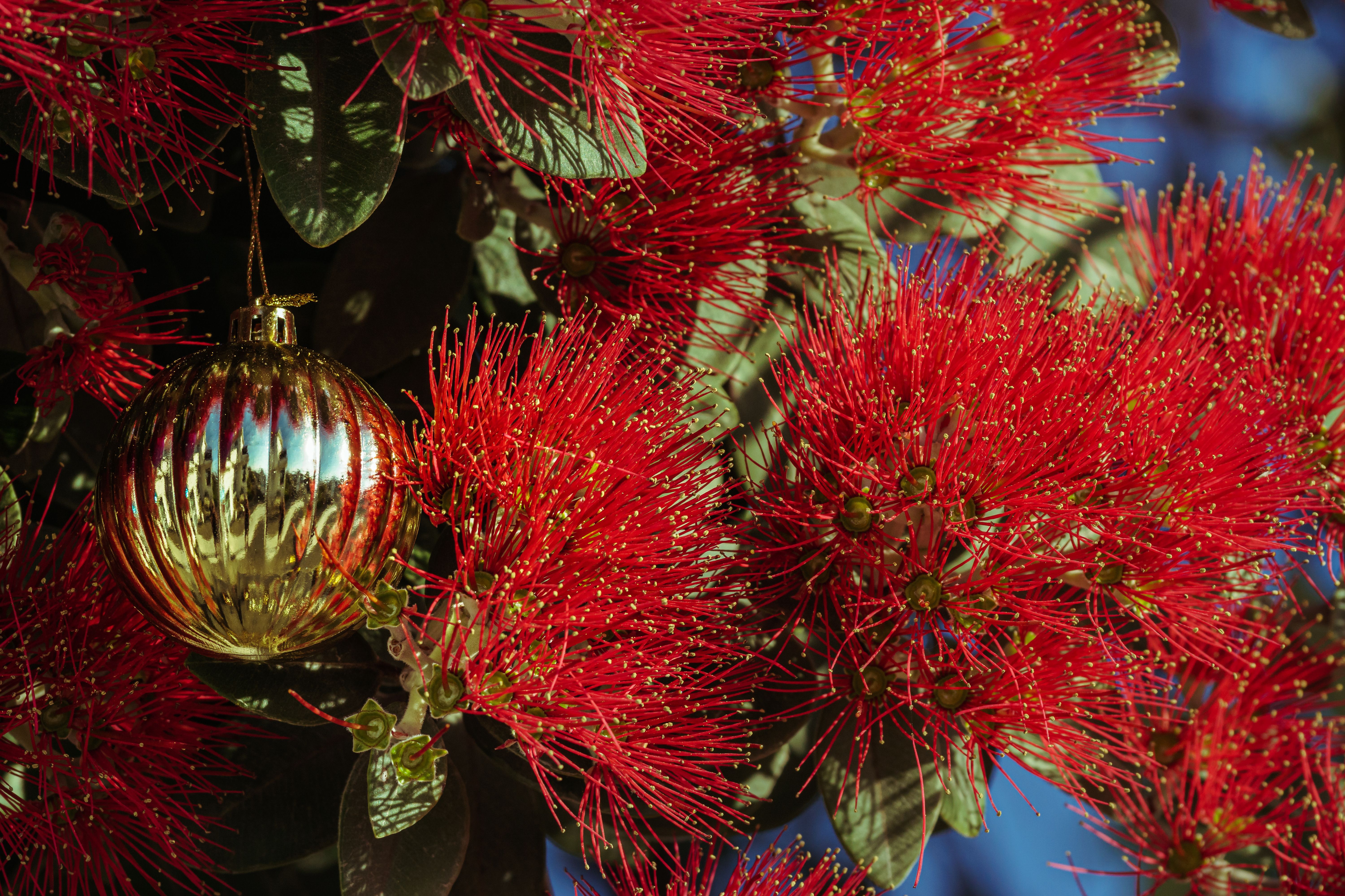 christmas cheer