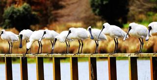 Spoonbills
