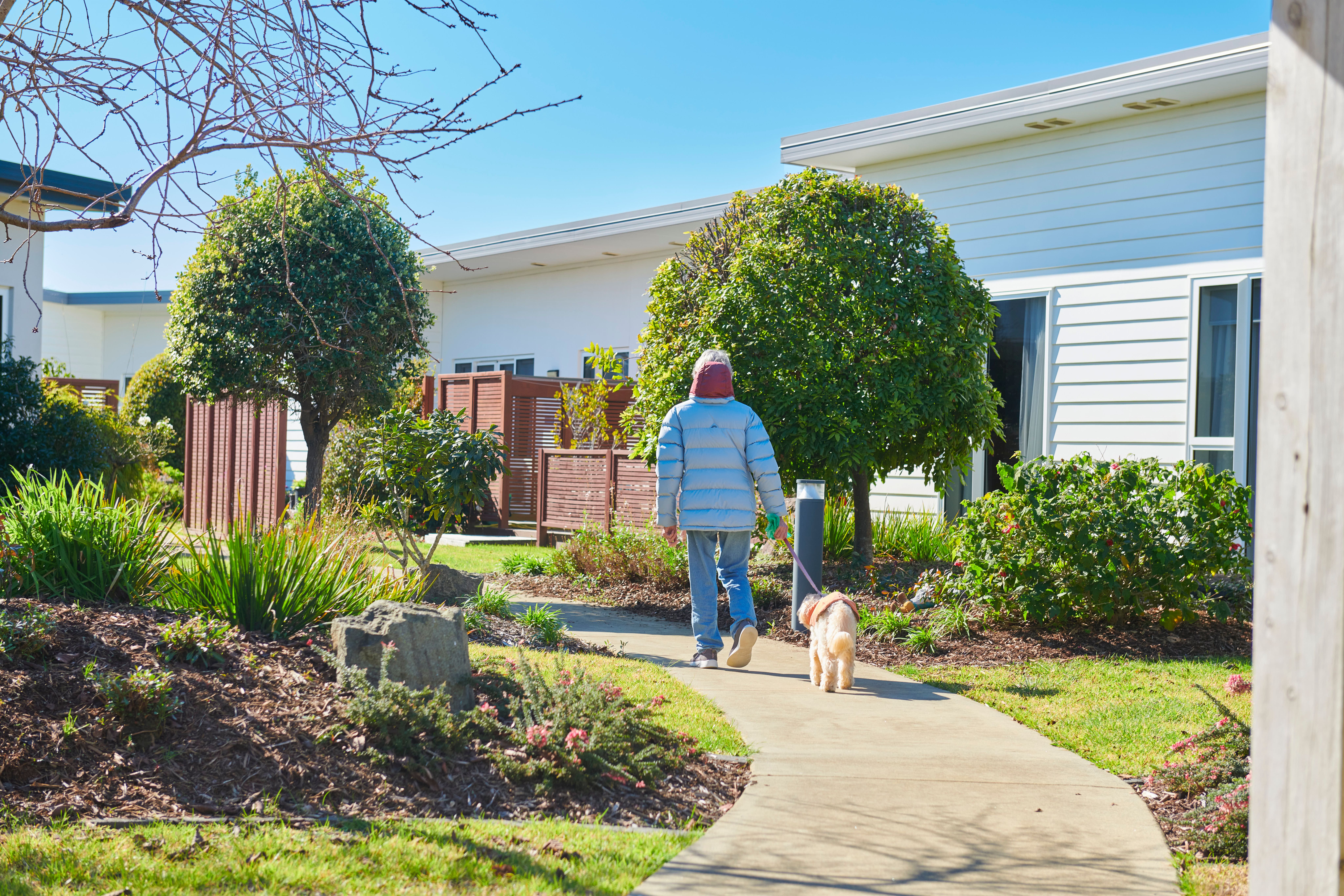 Man walking dog in Papamoa retirement village in Bay of Plenty