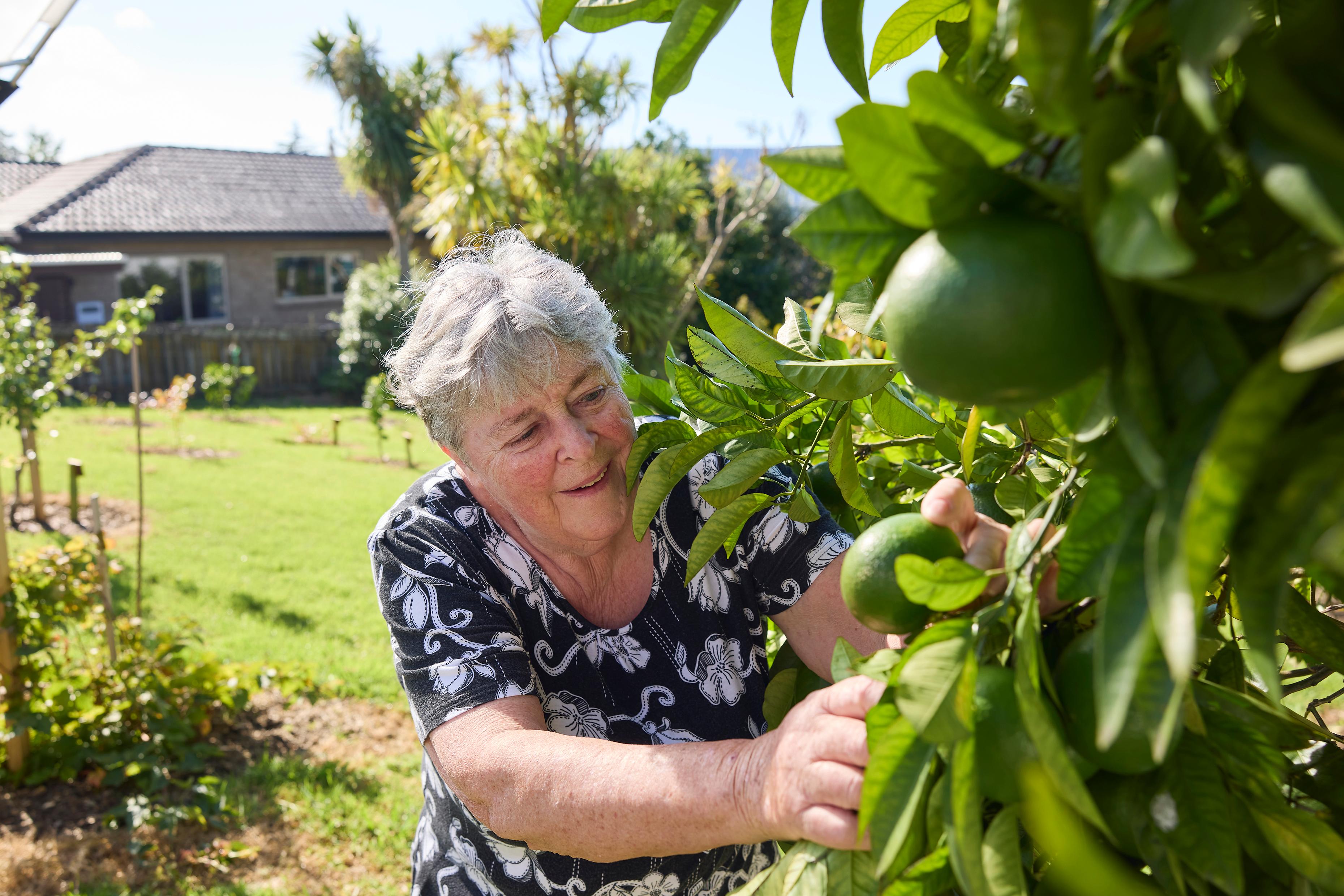 Bet Mitchell picking fruit from the onsite fruit trees