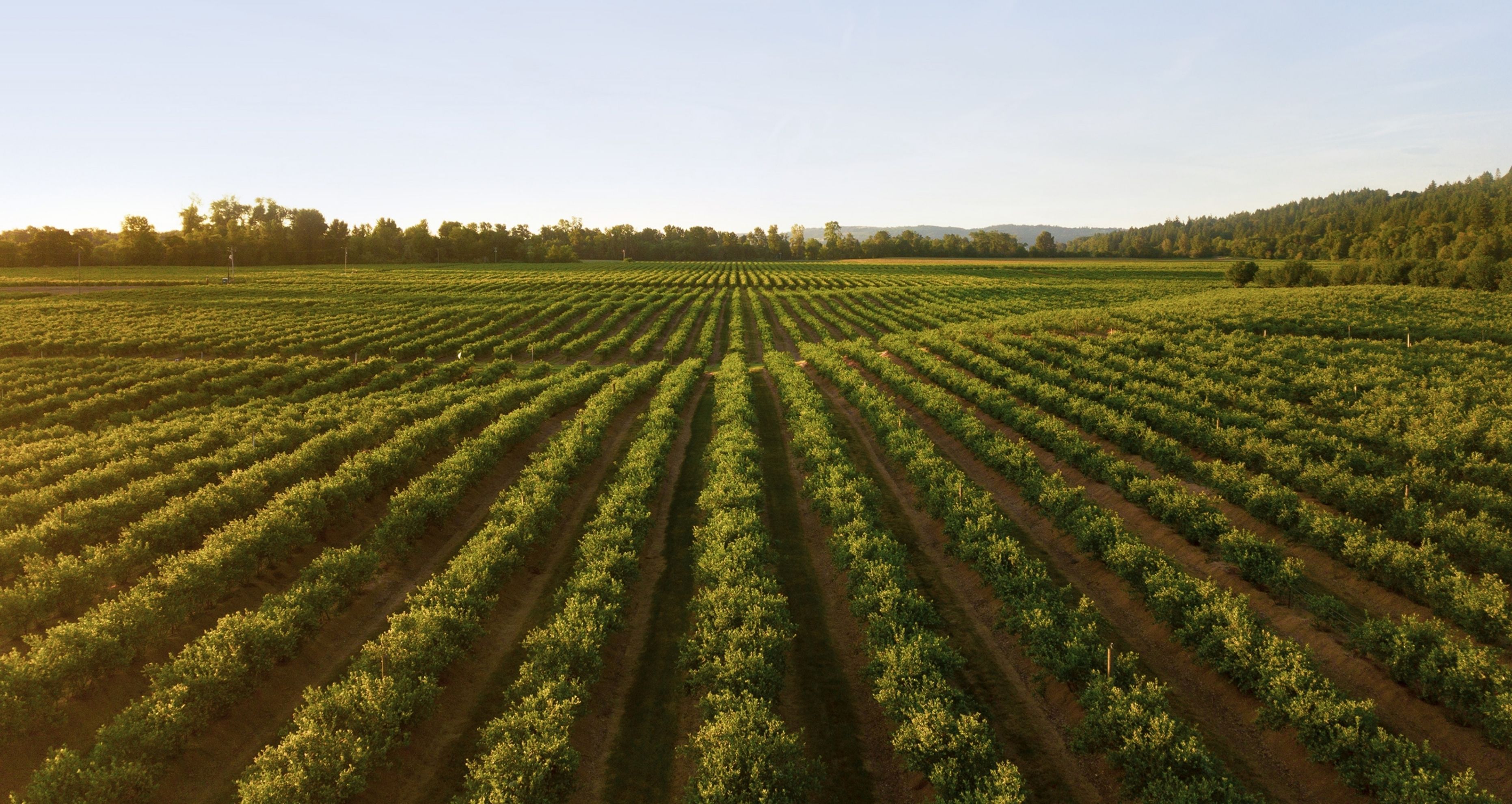 An aerial view of a field of crops surrounding Havelock North a Taupaki Rest Home