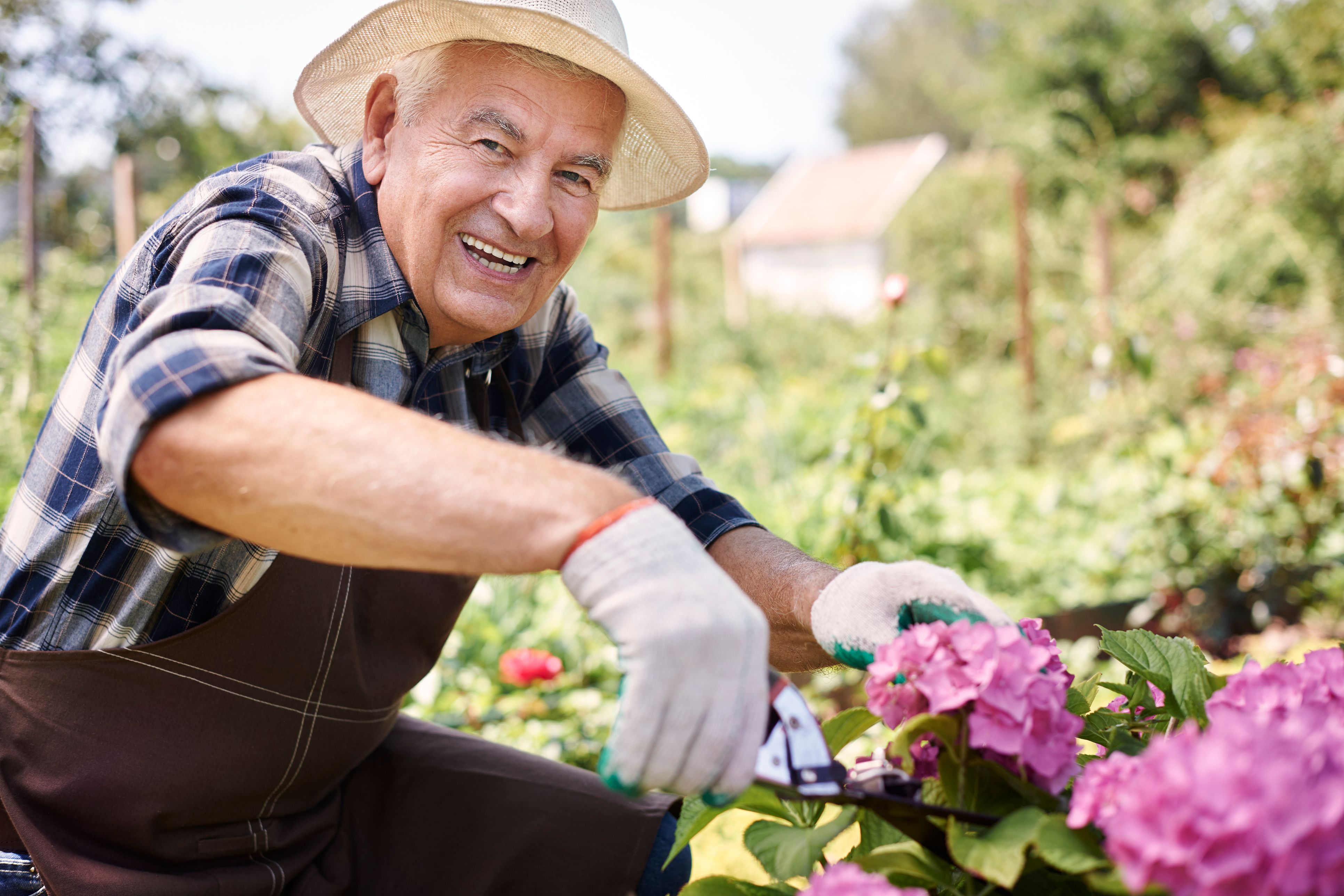 Retiree man gardening