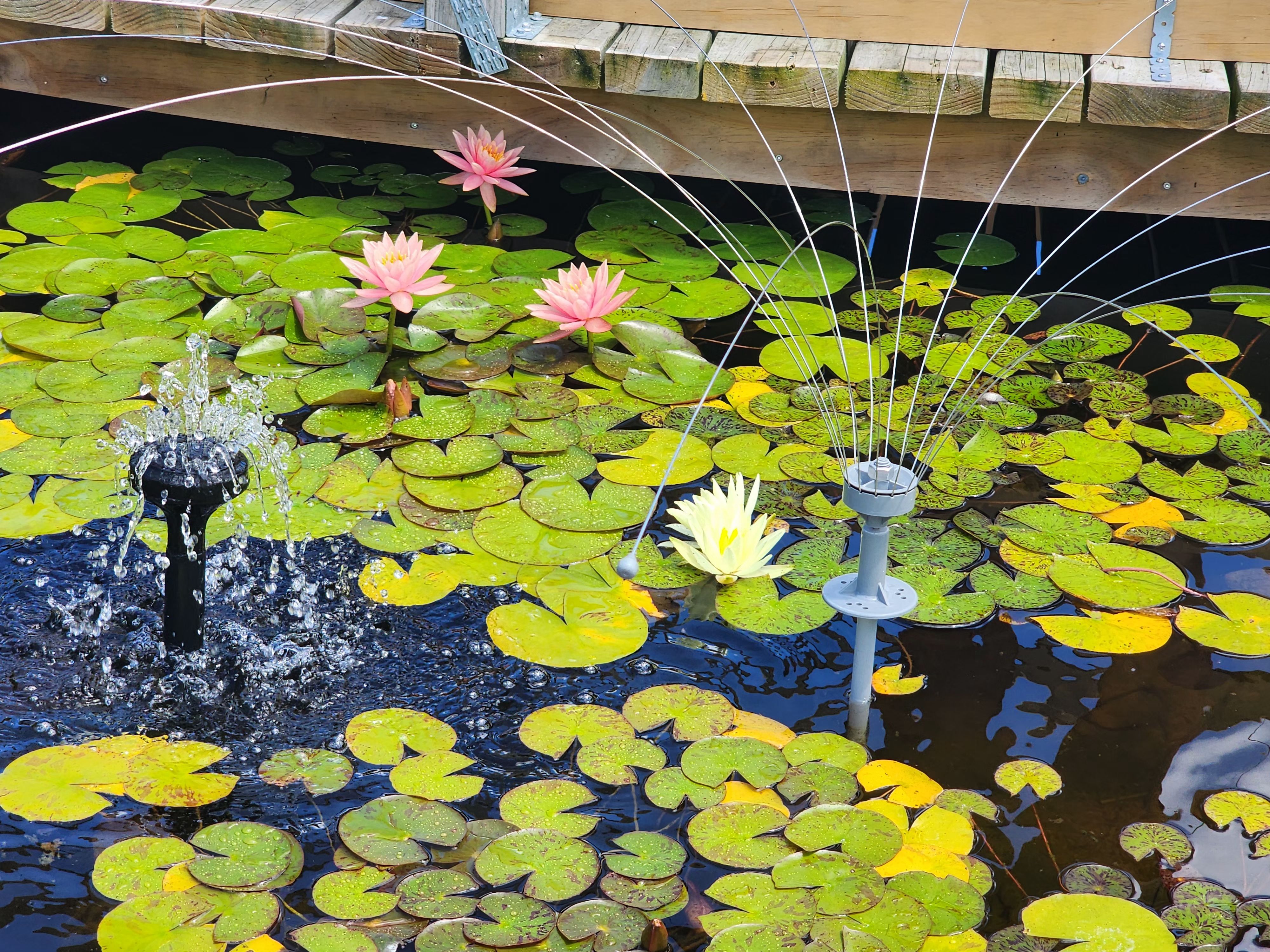 Pond with lilies