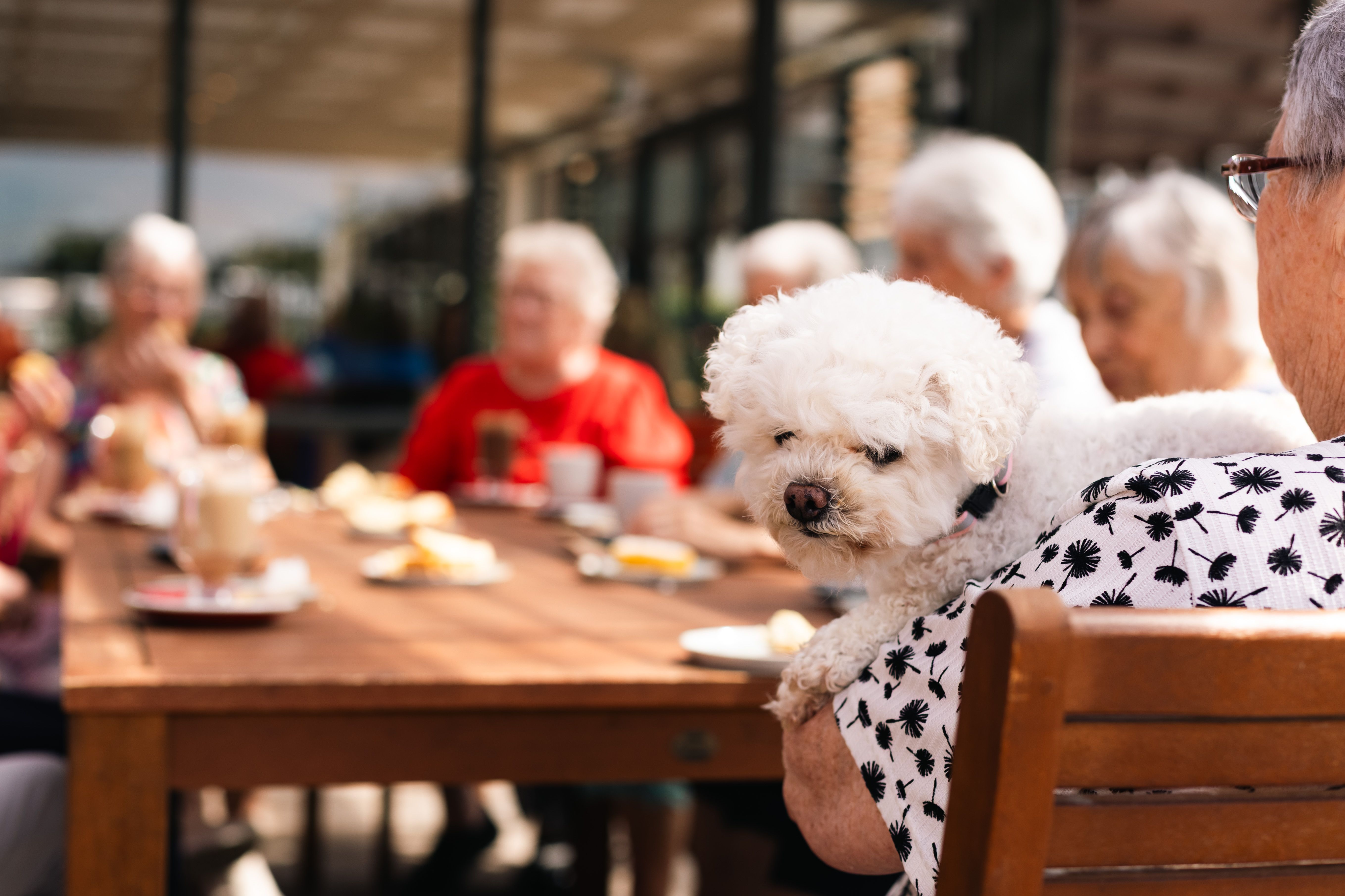 Dog at cafe