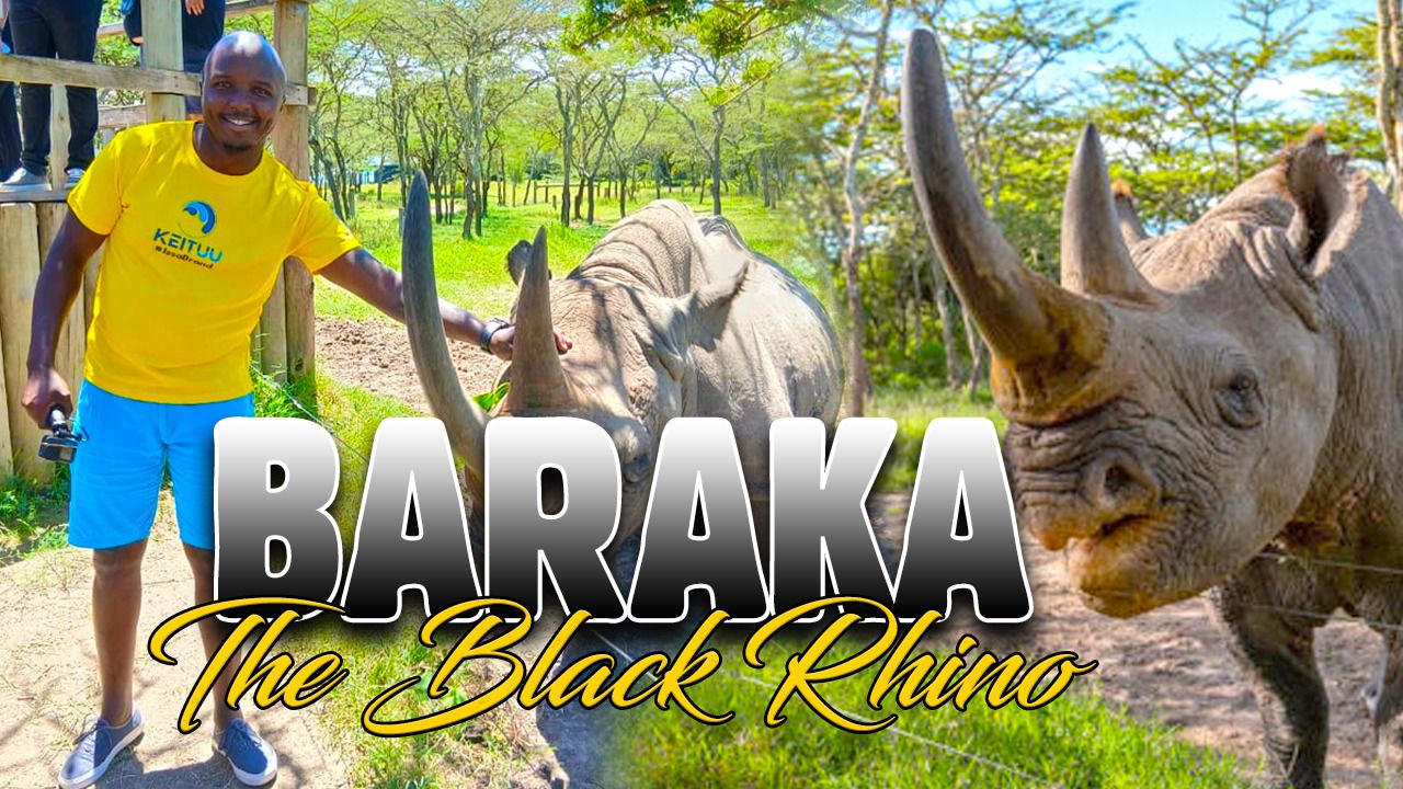 Remembering Baraka: The Ol Pejeta Rhino I Met in March