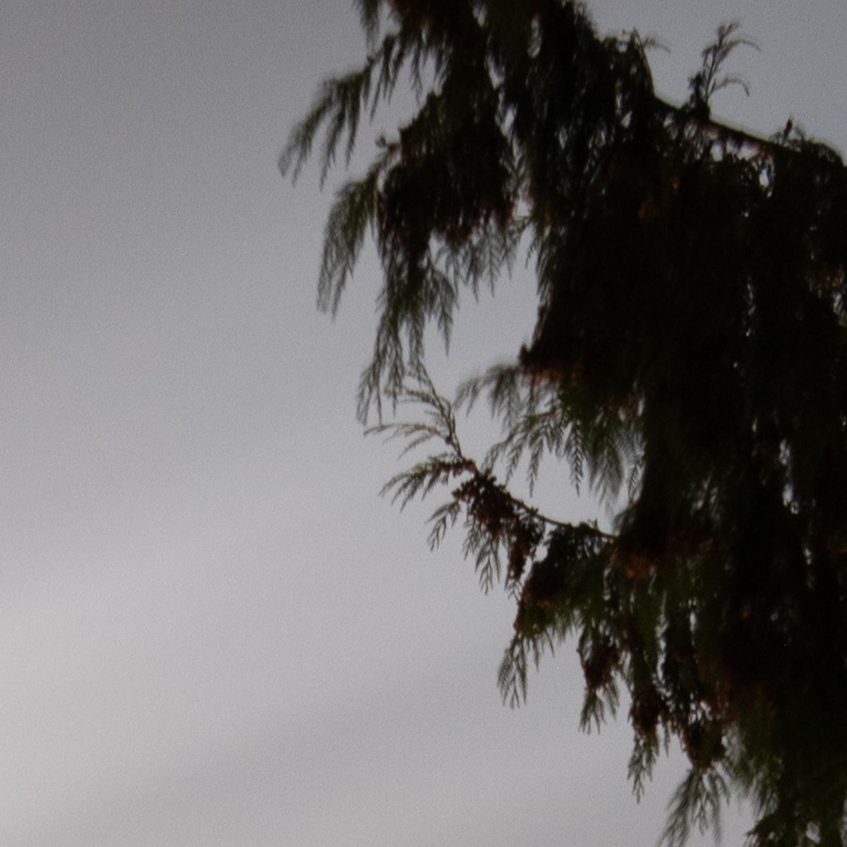 400 iso extreme closeup