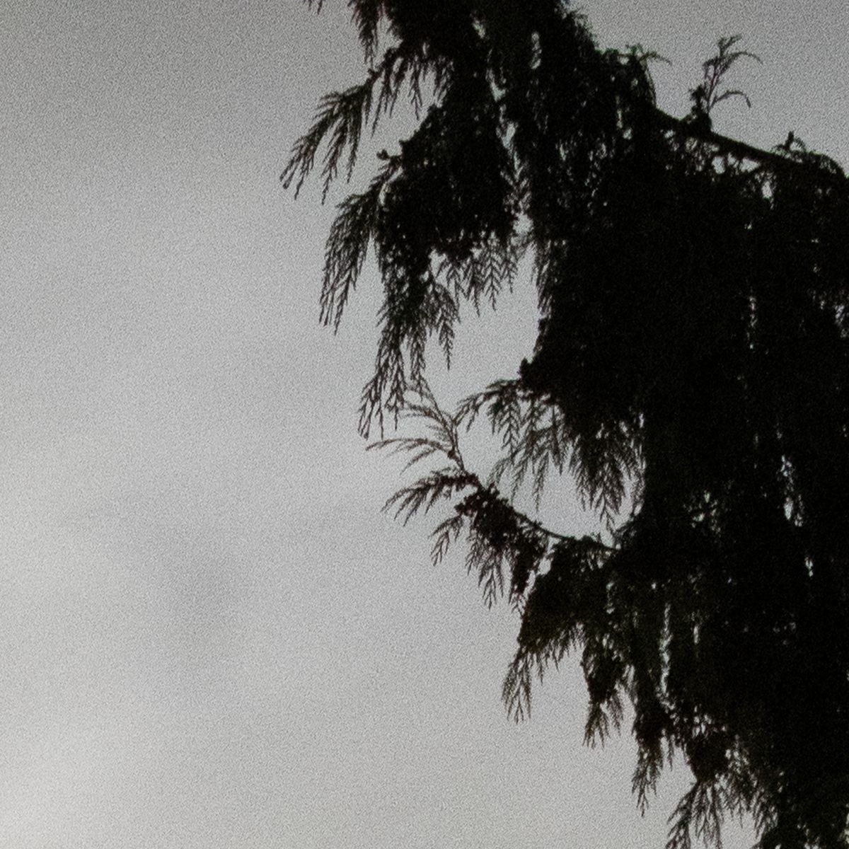 6400 iso extreme closeup