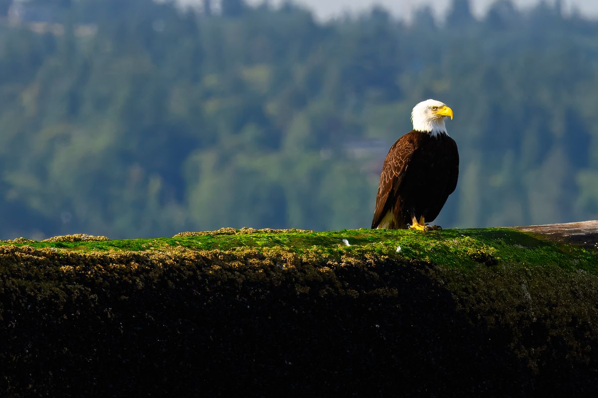 Bald Eagle on a log on Jetty Island, Everett, WA