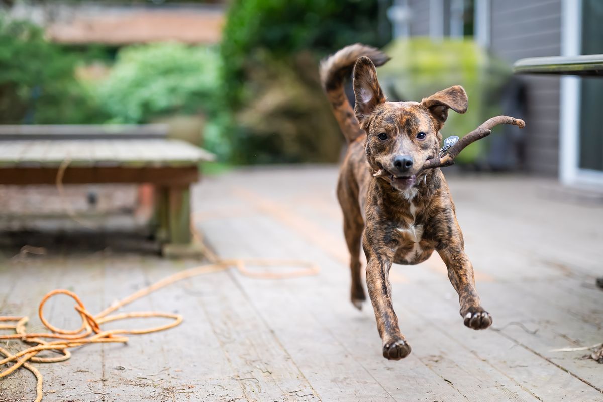 Hound puppy playing with a stick