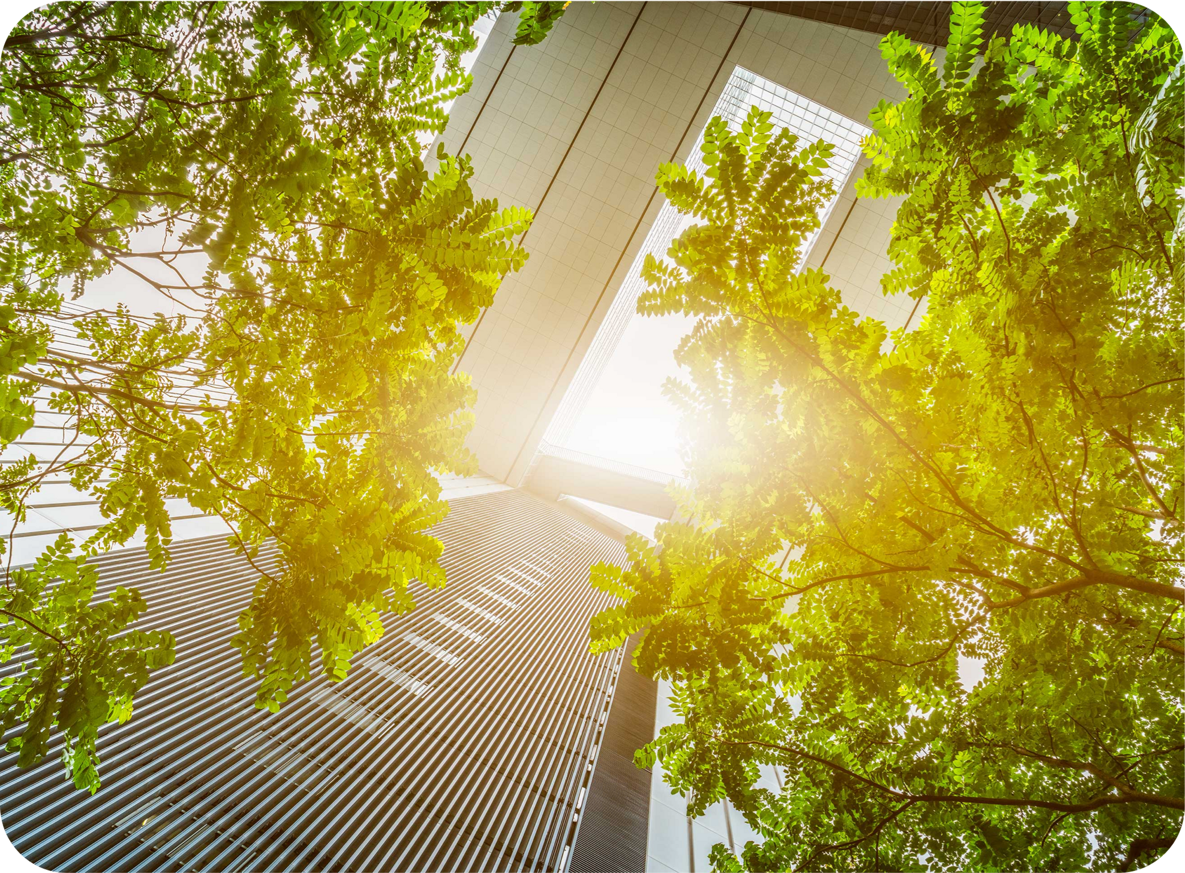 Picture of sunshine radiating through green treetops in a city with high-rise buildings
