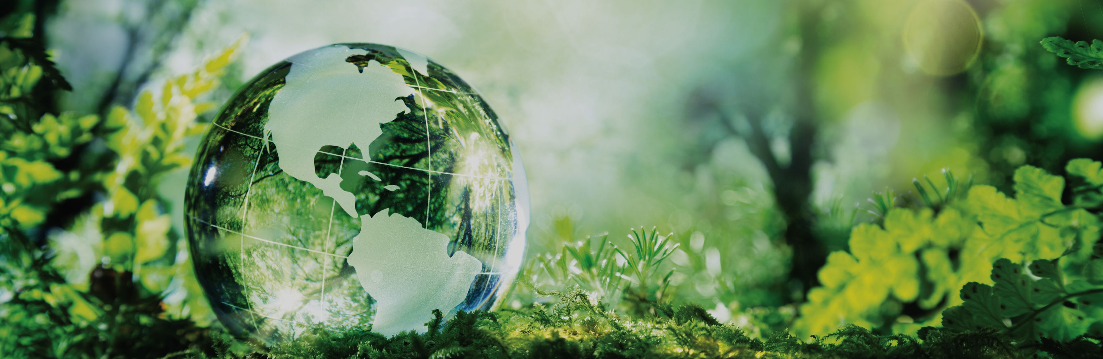 Picture of crystal earth globe sitting on the forest floor